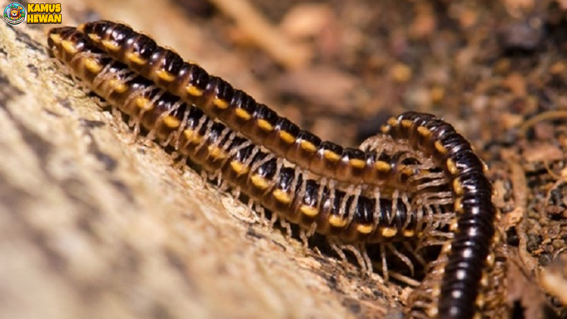 Kaki Seribu Memiliki 5 Fakta Tersembunyi dari Hewan Ini