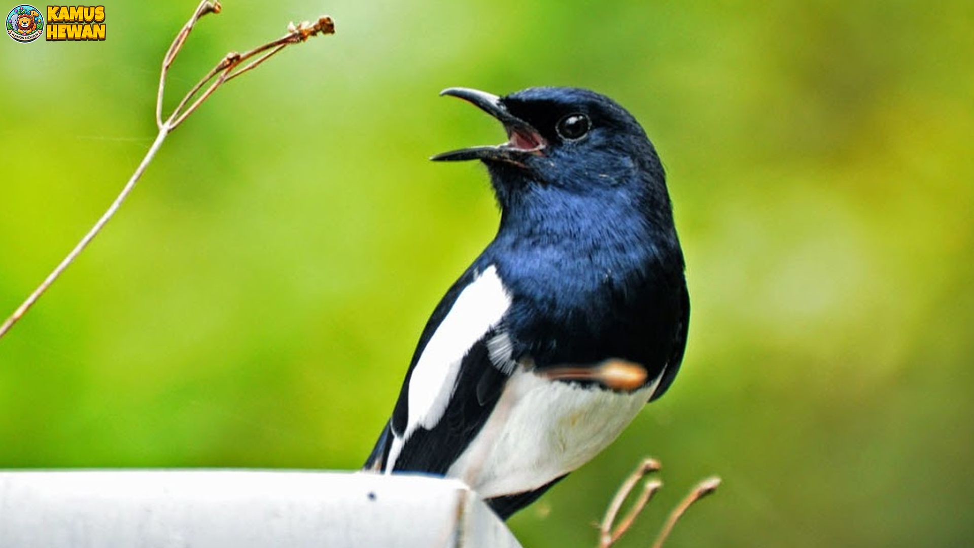Dari Habitat Hingga Karakter: 5 Fakta Menarik Burung Kacer