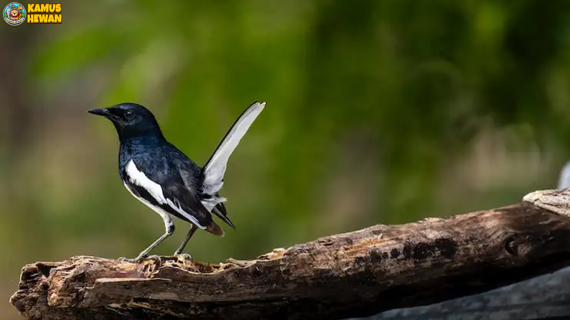 Dari Habitat Hingga Karakter: 5 Fakta Menarik Burung Kacer