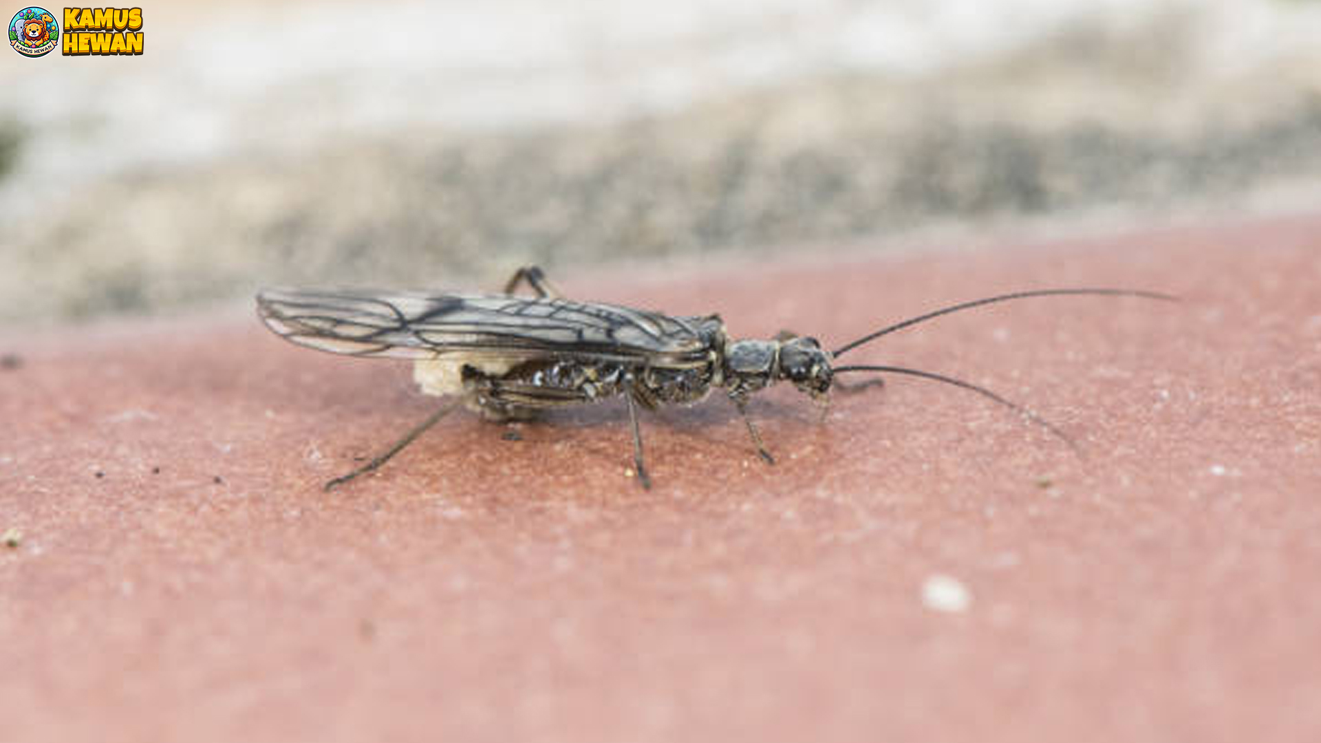 Menyelami Dunia Lalat Batu dengan 5 Ciri Fisik yang Unik dan Khas