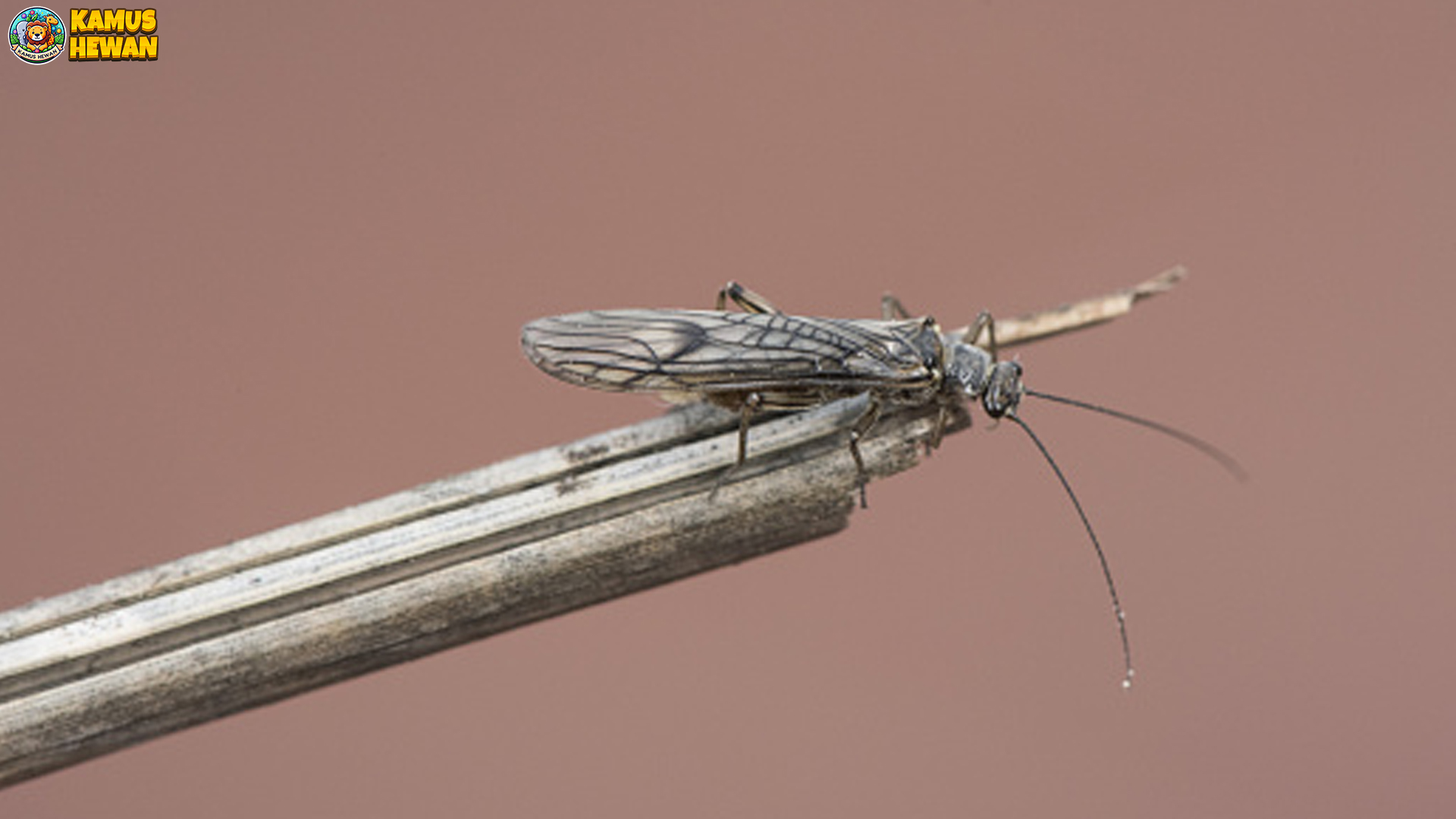 Menyelami Dunia Lalat Batu dengan 5 Ciri Fisik yang Unik dan Khas