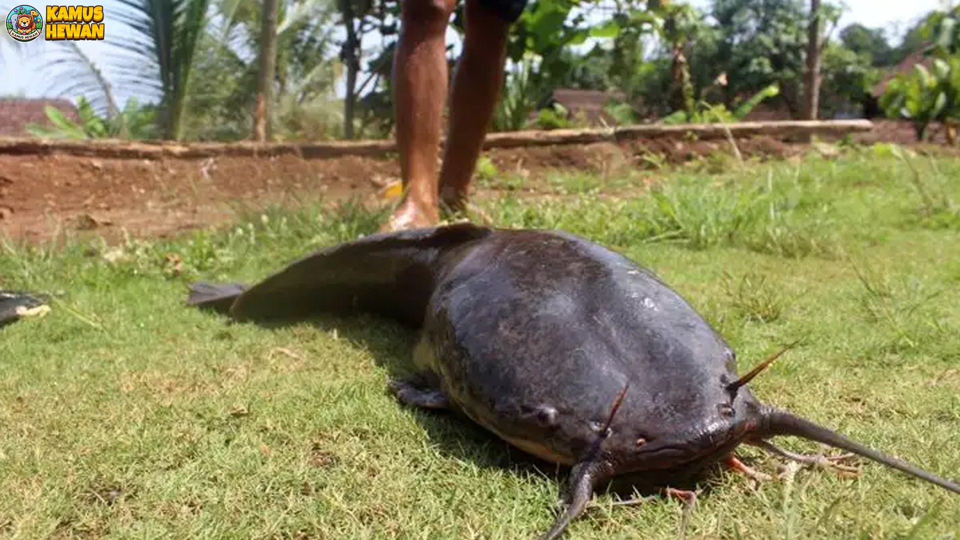 Ikan Lele Dumbo: 5 Fakta Spesial Tentang Si Predator Air Tawar