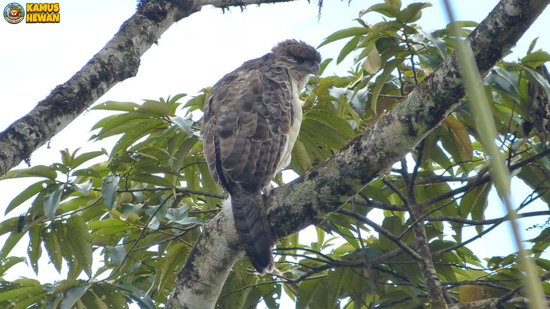 5 Momen Menarik Rajawali Papua yang Terekam di Alam Liar