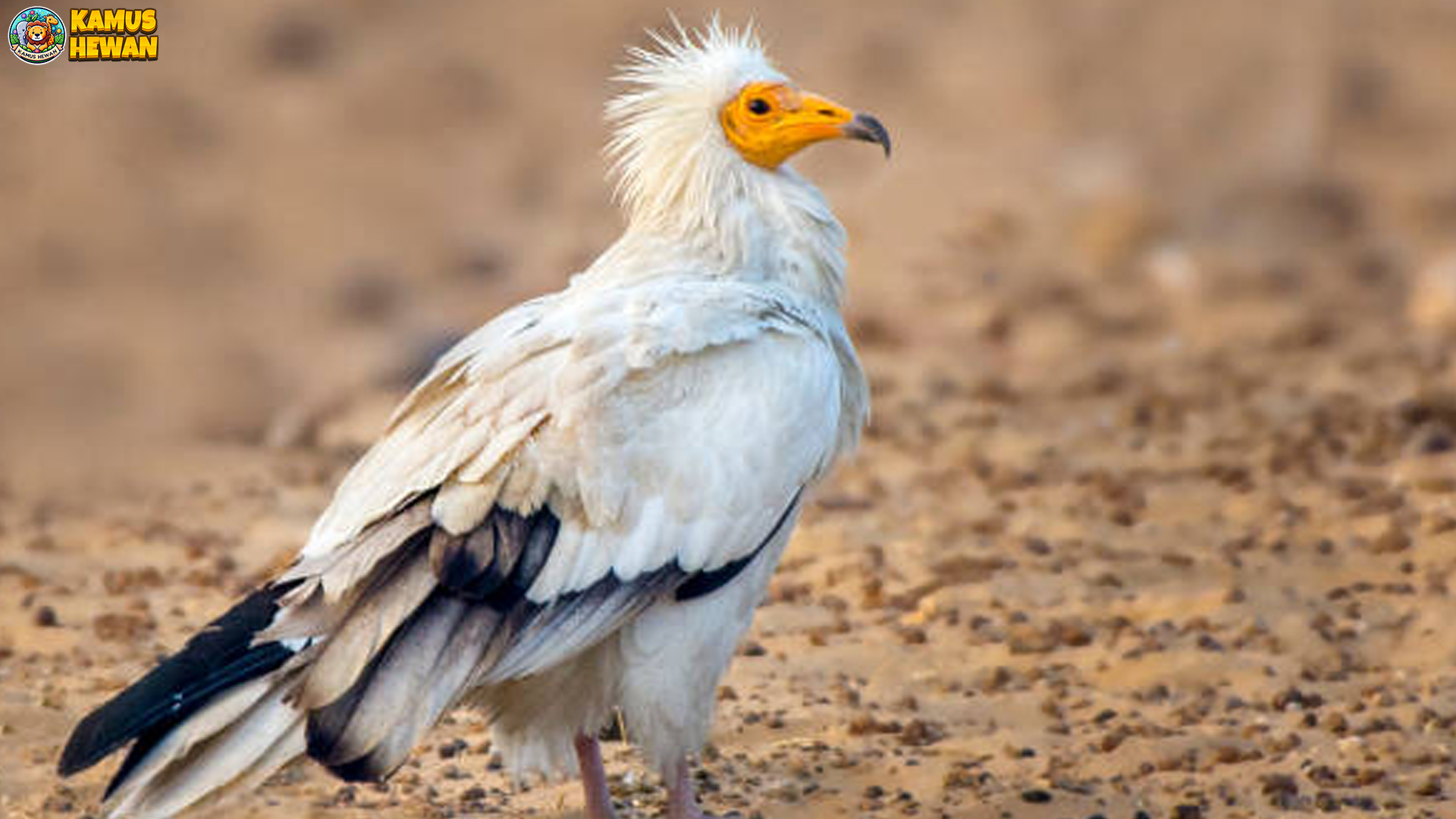 Hering Mesir Ungkap 4 Rahasia Cerdik di Balik Penampilannya