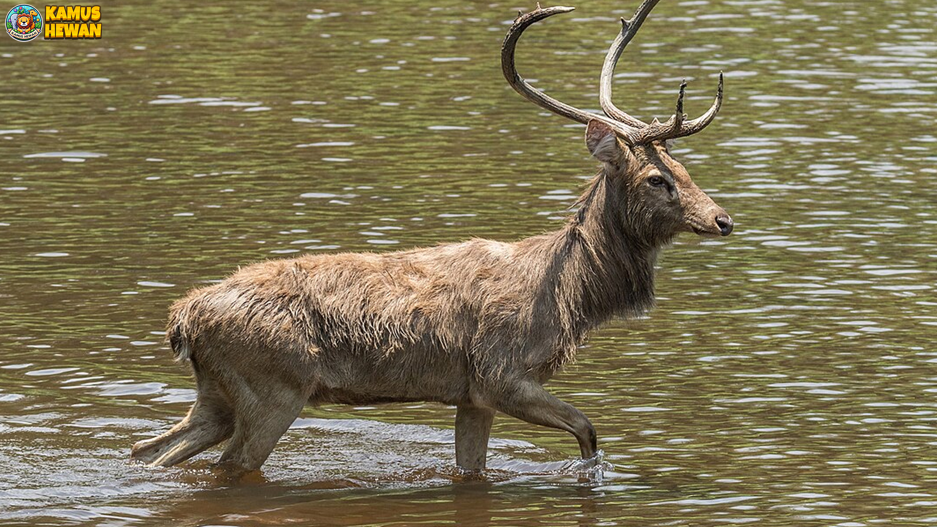 4 Hal yang Membuat Barasinga Jadi Satwa Unik di Dunia Liar