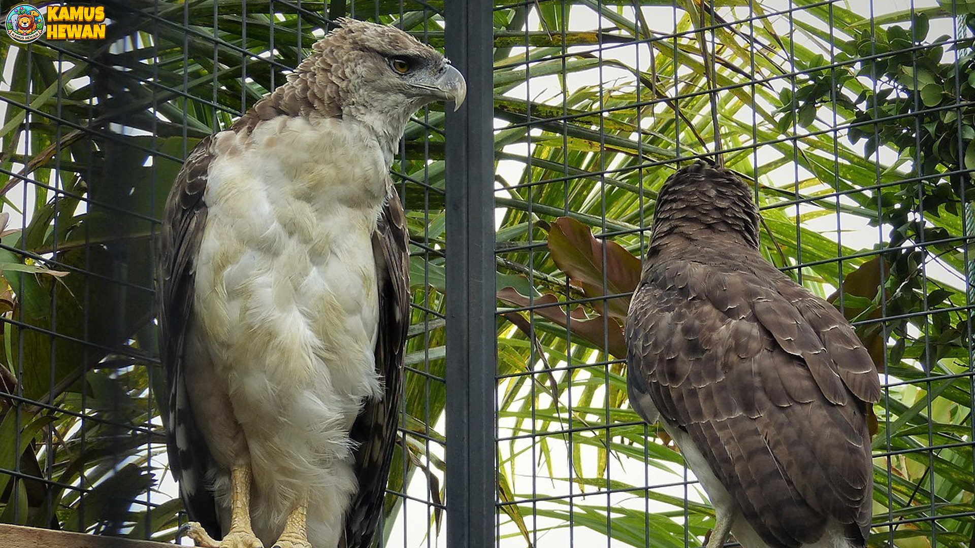 5 Momen Menarik Rajawali Papua yang Terekam di Alam Liar