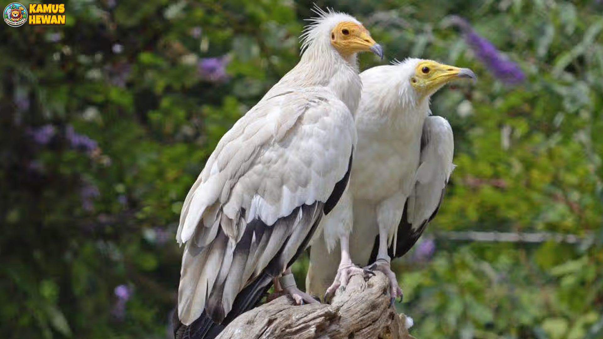 Hering Mesir Ungkap 4 Rahasia Cerdik di Balik Penampilannya