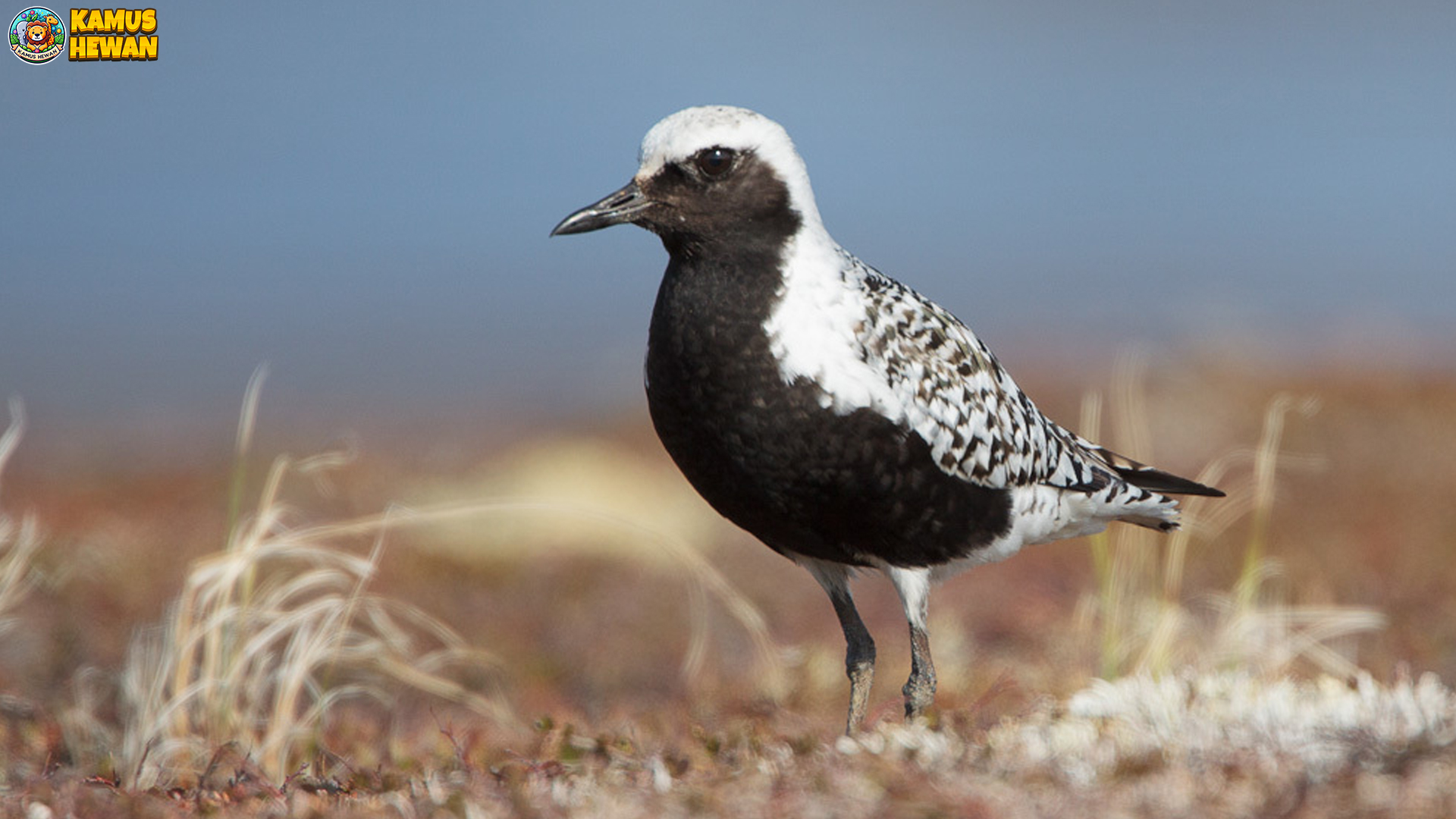 Perilaku Unik Cerek Besar yang Terbukti Menarik dalam 4