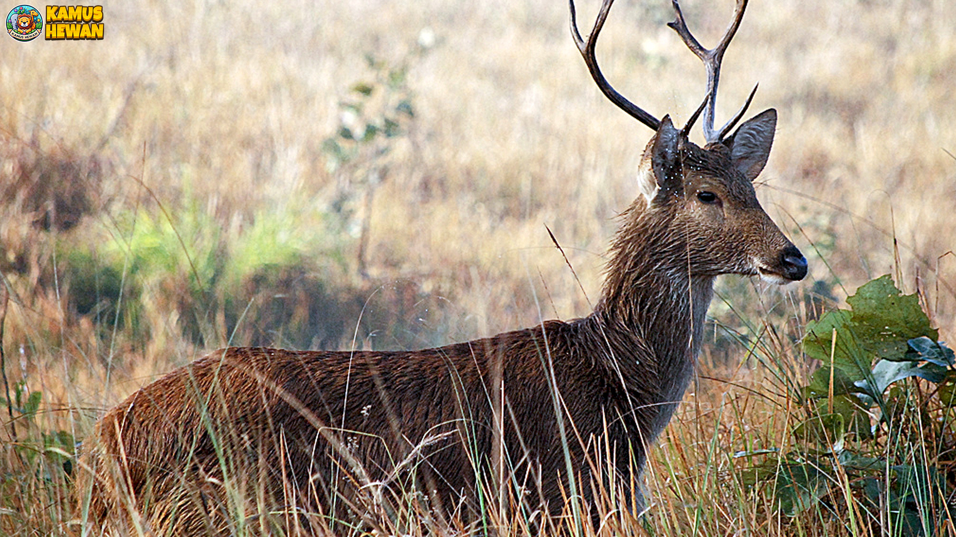4 Hal yang Membuat Barasinga Jadi Satwa Unik di Dunia Liar