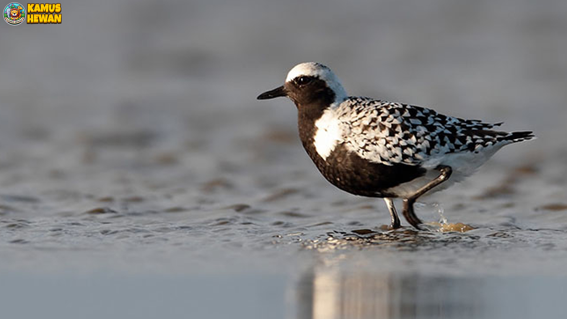 Perilaku Unik Cerek Besar yang Terbukti Menarik dalam 4