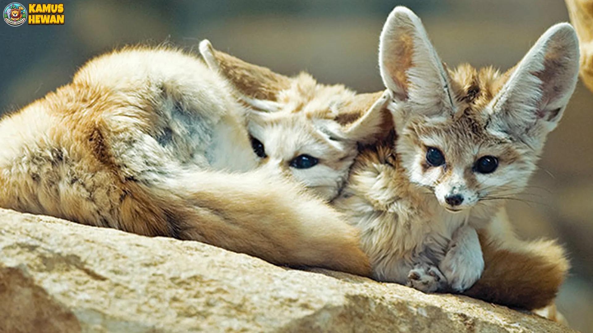 Rubah Fennec: 5 Fakta Unik tentang Kehidupan & Ciri Khasnya 1 Rubah Fennec: 5 Fakta Unik tentang Kehidupan & Ciri Khasnya