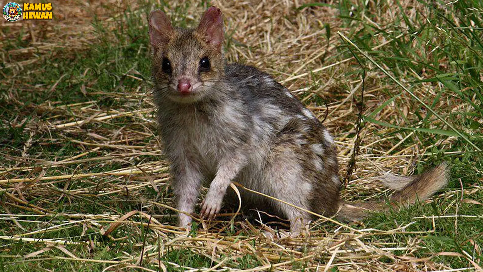 Mengenal Gumbem: 5 Fakta Gokil Tentang Hewan Langka Ini