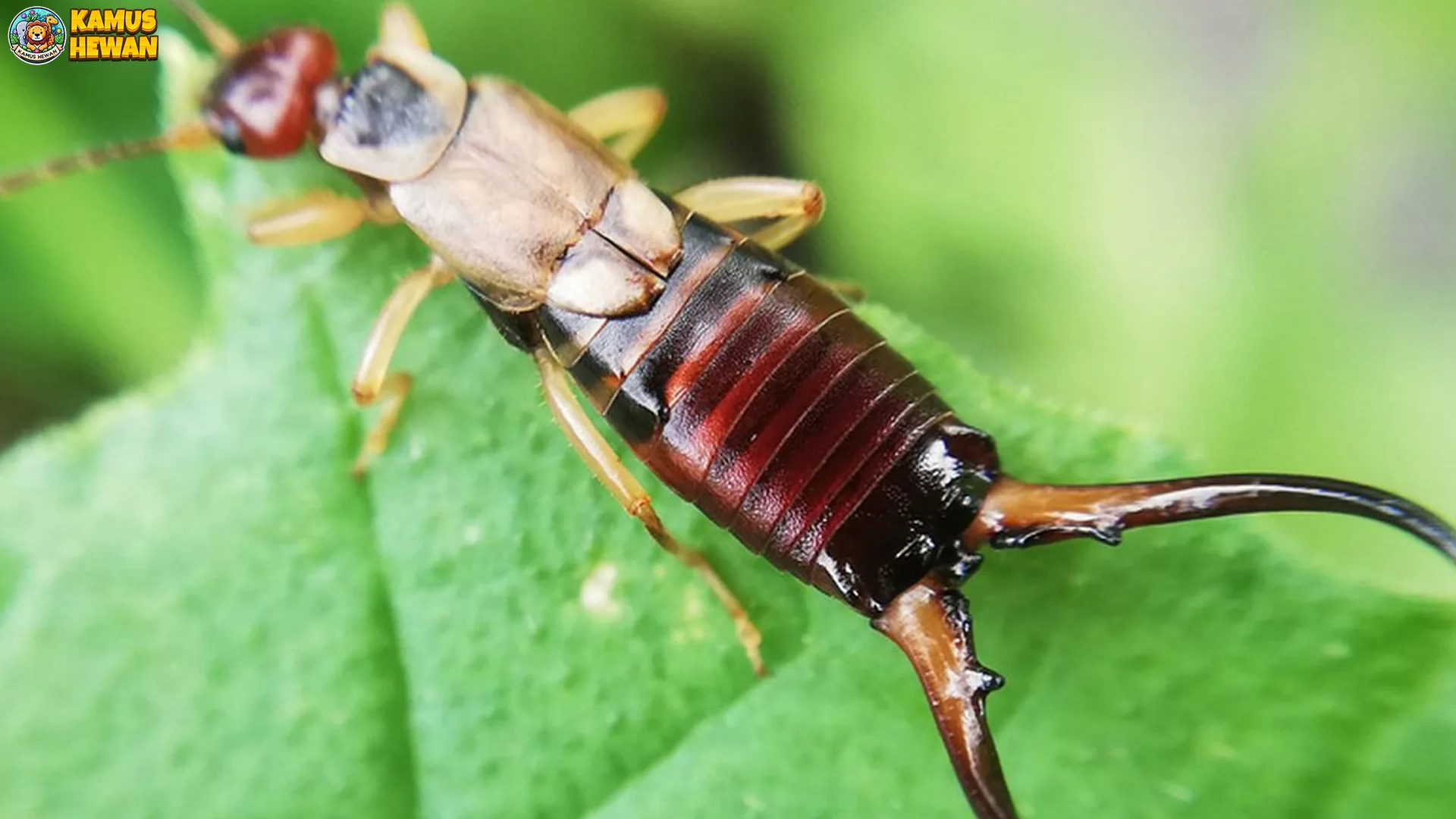 5 Fakta Unik Cocopet yang Akan Membuatmu Terpesona