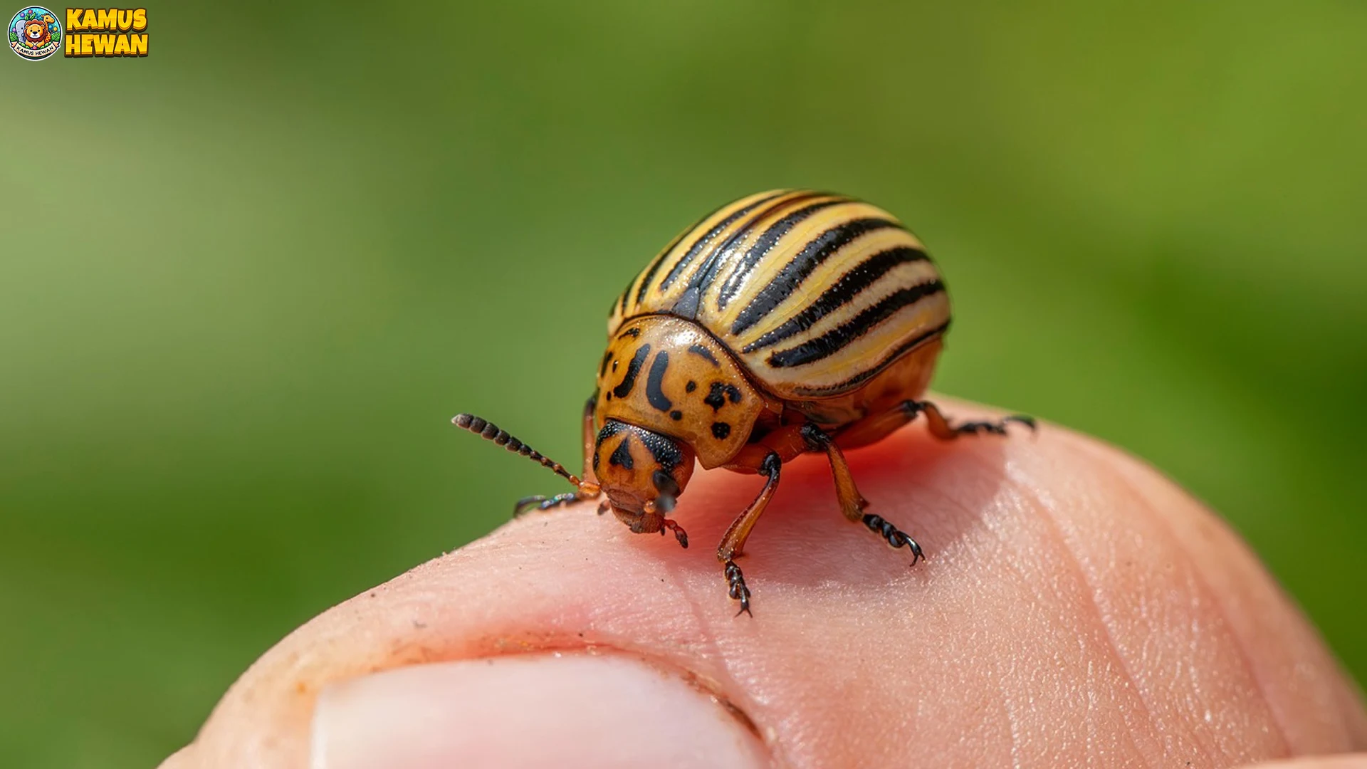 5 Habitat Alami Kumbang Kentang Colorado di Alam Liar 1 5 Habitat Alami Kumbang Kentang Colorado di Alam Liar