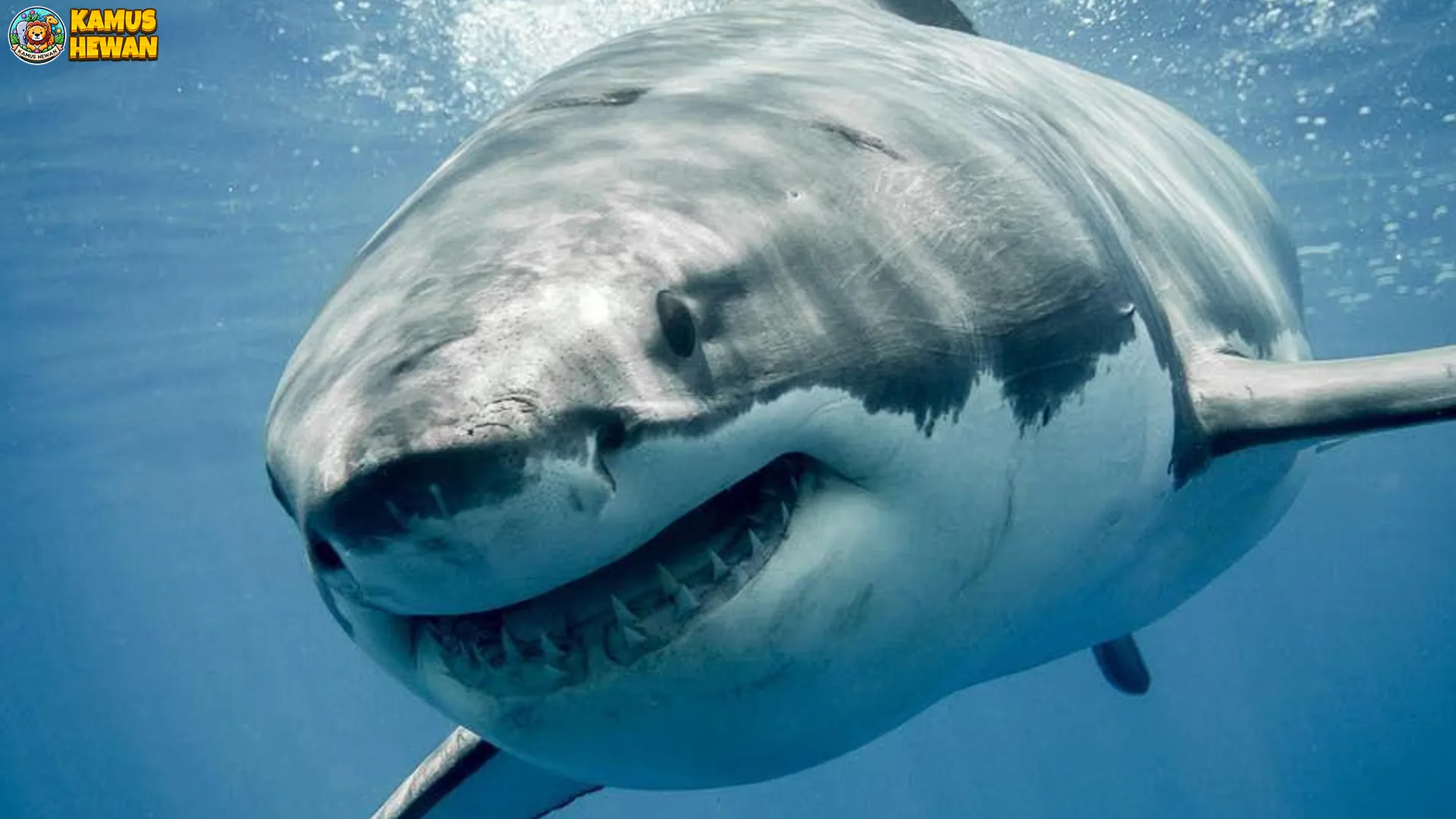 4 Momen Mengagumkan Hiu Putih Raksasa di Alam Liar 1 4 Momen Mengagumkan Hiu Putih Raksasa di Alam Liar