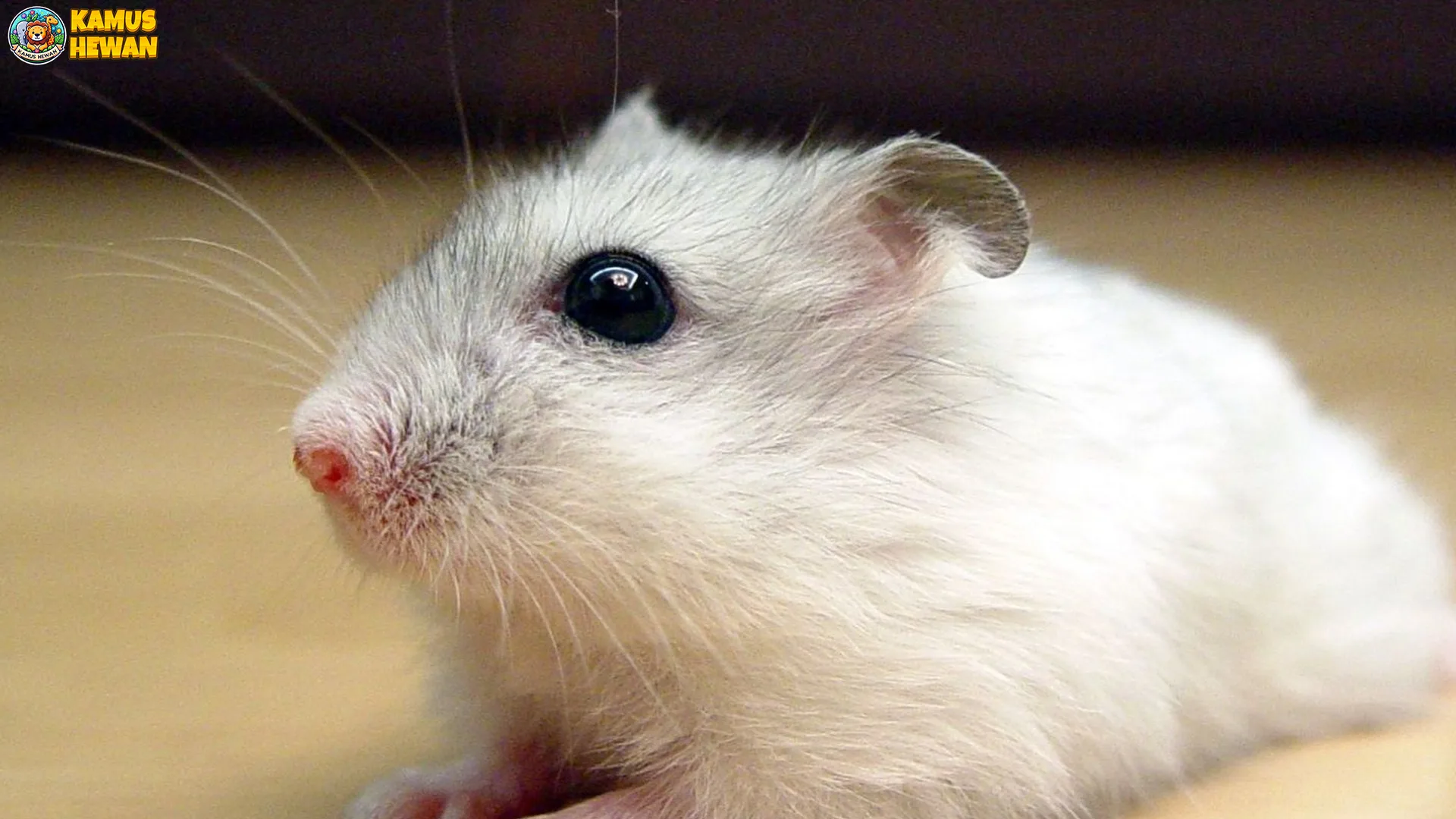 4 Hal yang Membuat Hamster Tiongkok Berbeda dari Hamster Lain