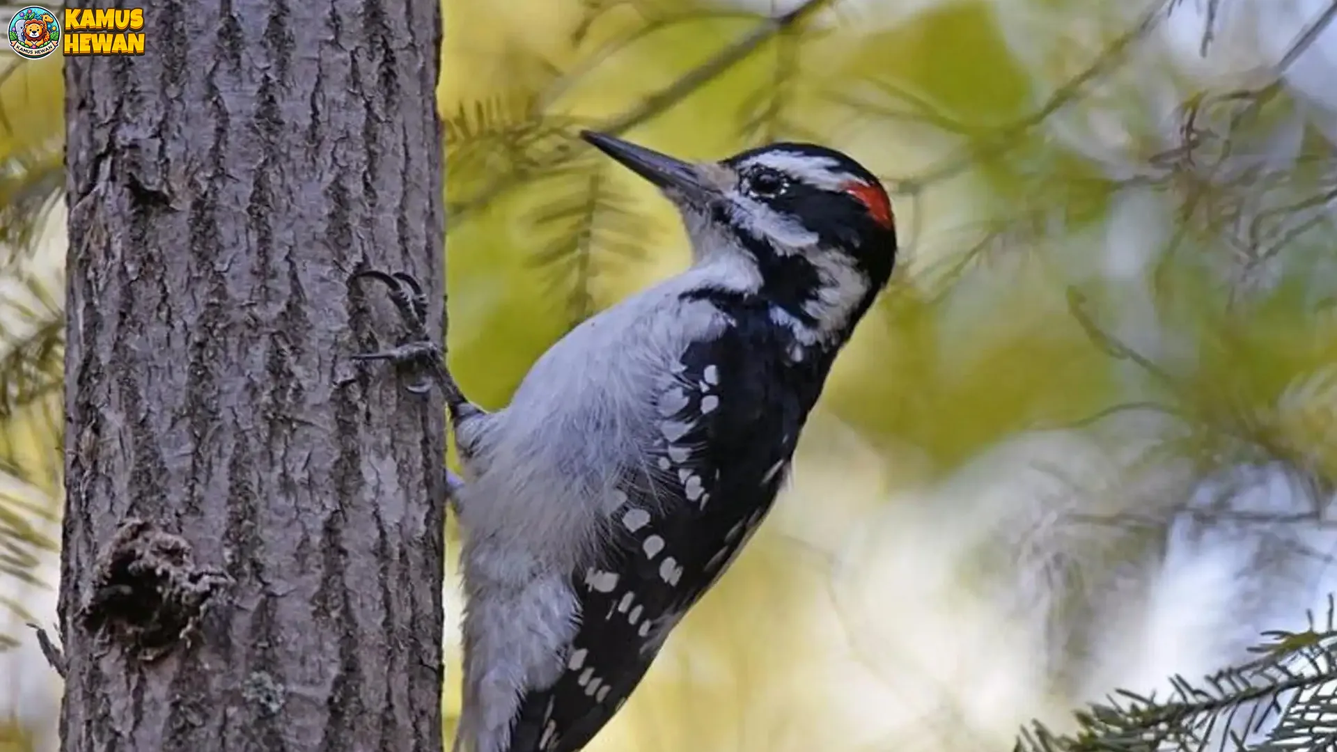 5 Ciri Khas Burung Pelatuk yang Bisa Membuatmu Terpesona 1 5 Ciri Khas Burung Pelatuk yang Bisa Membuatmu Terpesona