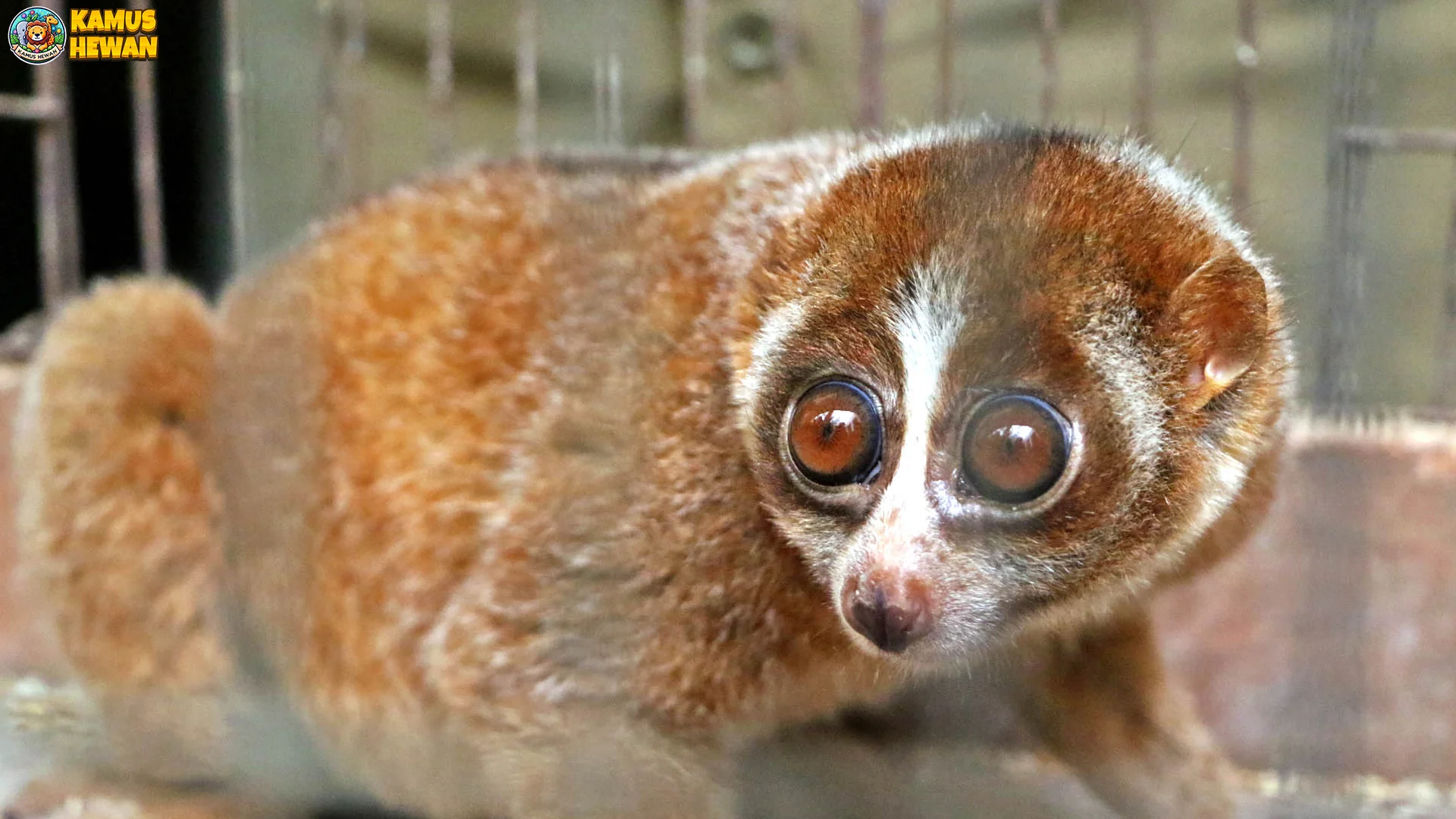 Kukang Kayan: 4 Fakta yang Harus Diketahui Tentang Habitatnya