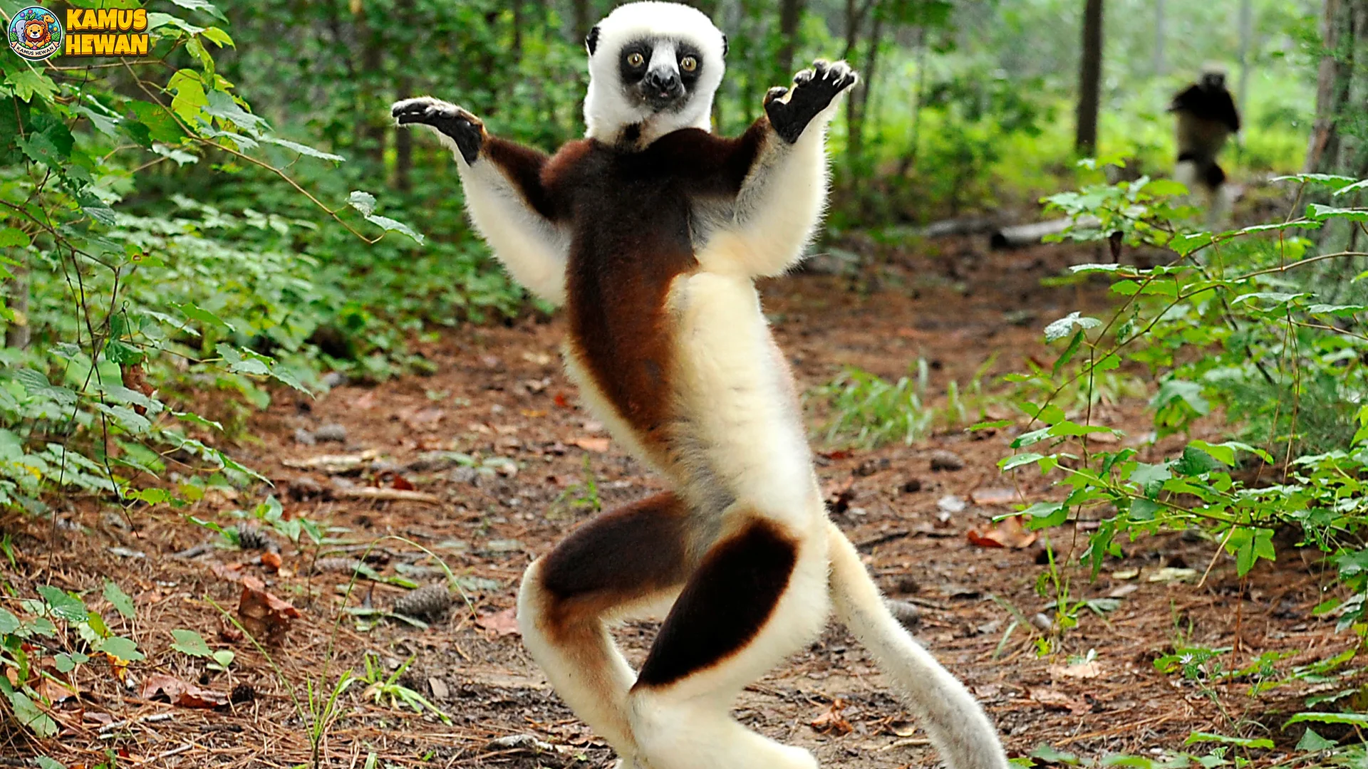 5 Momen Langka Tentang Sifaka yang Bisa Jadi Pelajaran Penting 1 5 Momen Langka Tentang Sifaka yang Bisa Jadi Pelajaran Penting