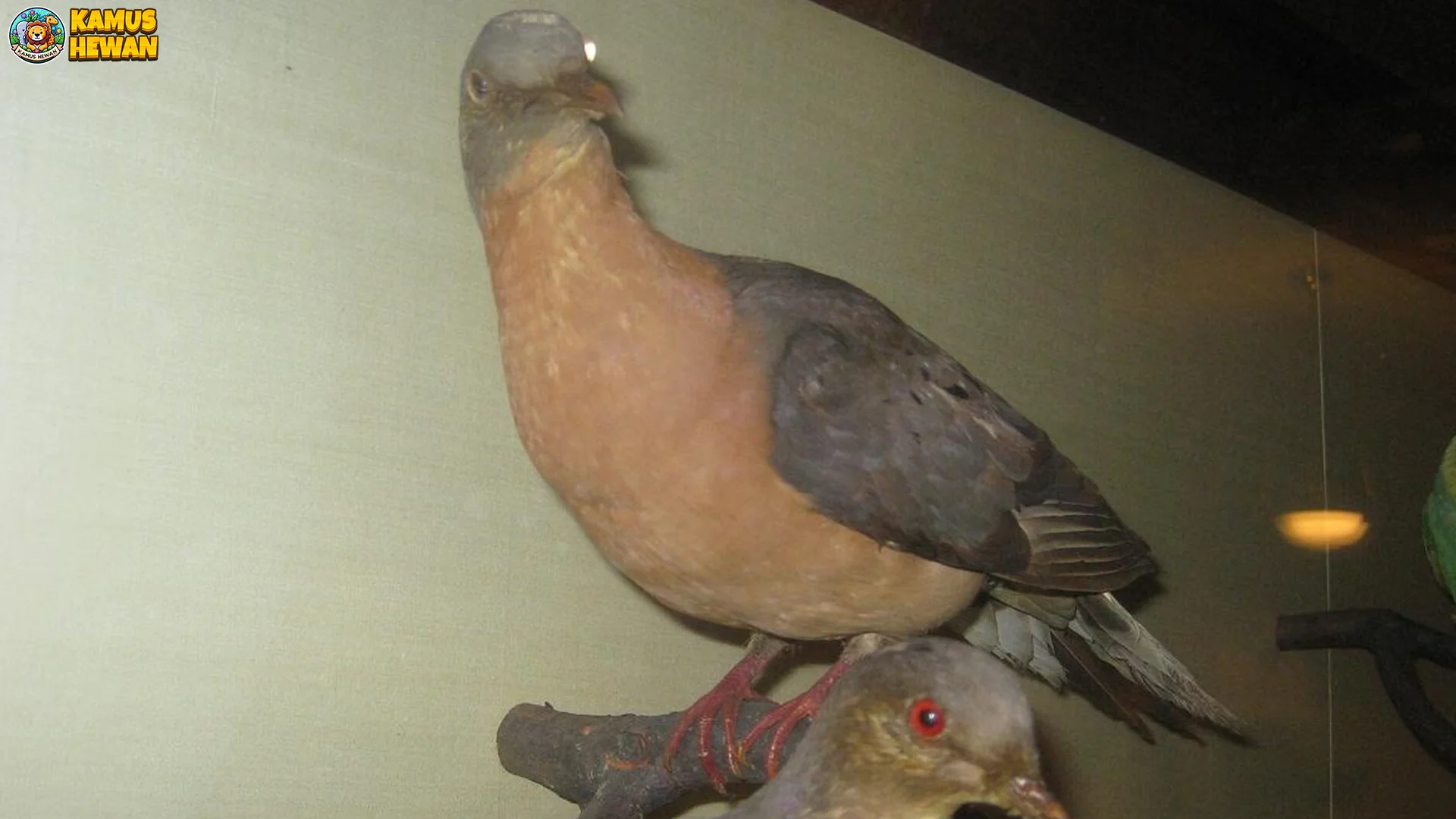 5 Hal Spesial Keren Tentang Merpati Penumpang yang Gak Ada Duanya 2 5 Hal Spesial Keren Tentang Merpati Penumpang yang Gak Ada Duanya