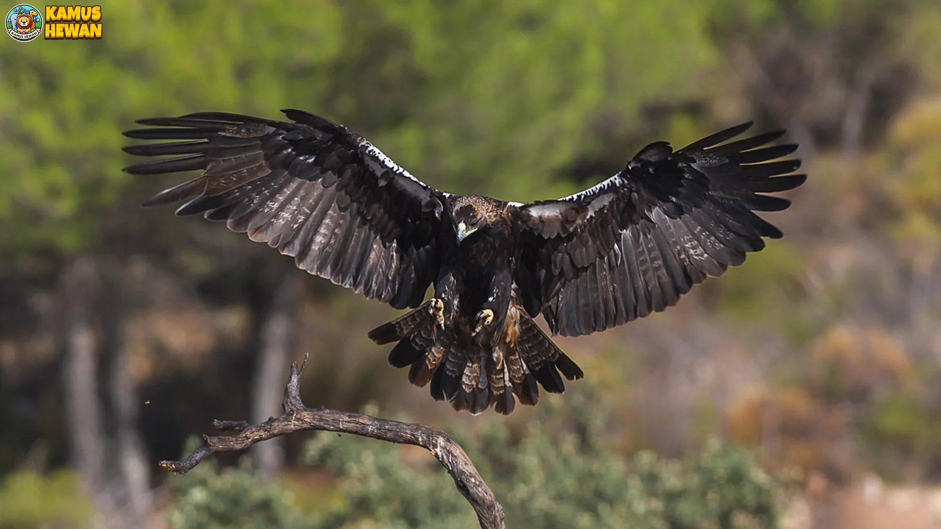 Aquila Adalberti, Elang Langka Dengan 5 Keunikan Khas Spanyol