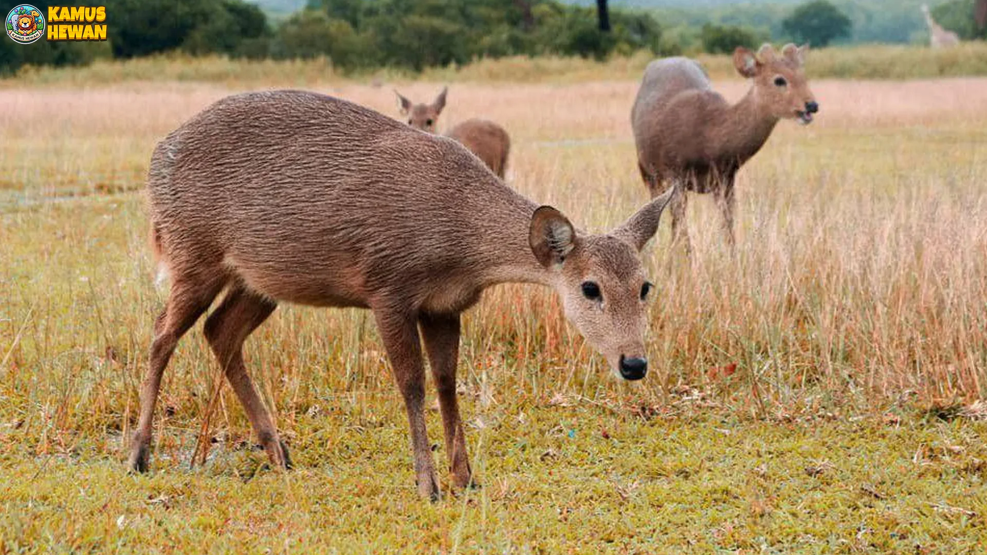 Rusa Calamia dan 5 Perilaku Unik yang Jarang Diulik Orang 1 Rusa Calamia dan 5 Perilaku Unik yang Jarang Diulik Orang