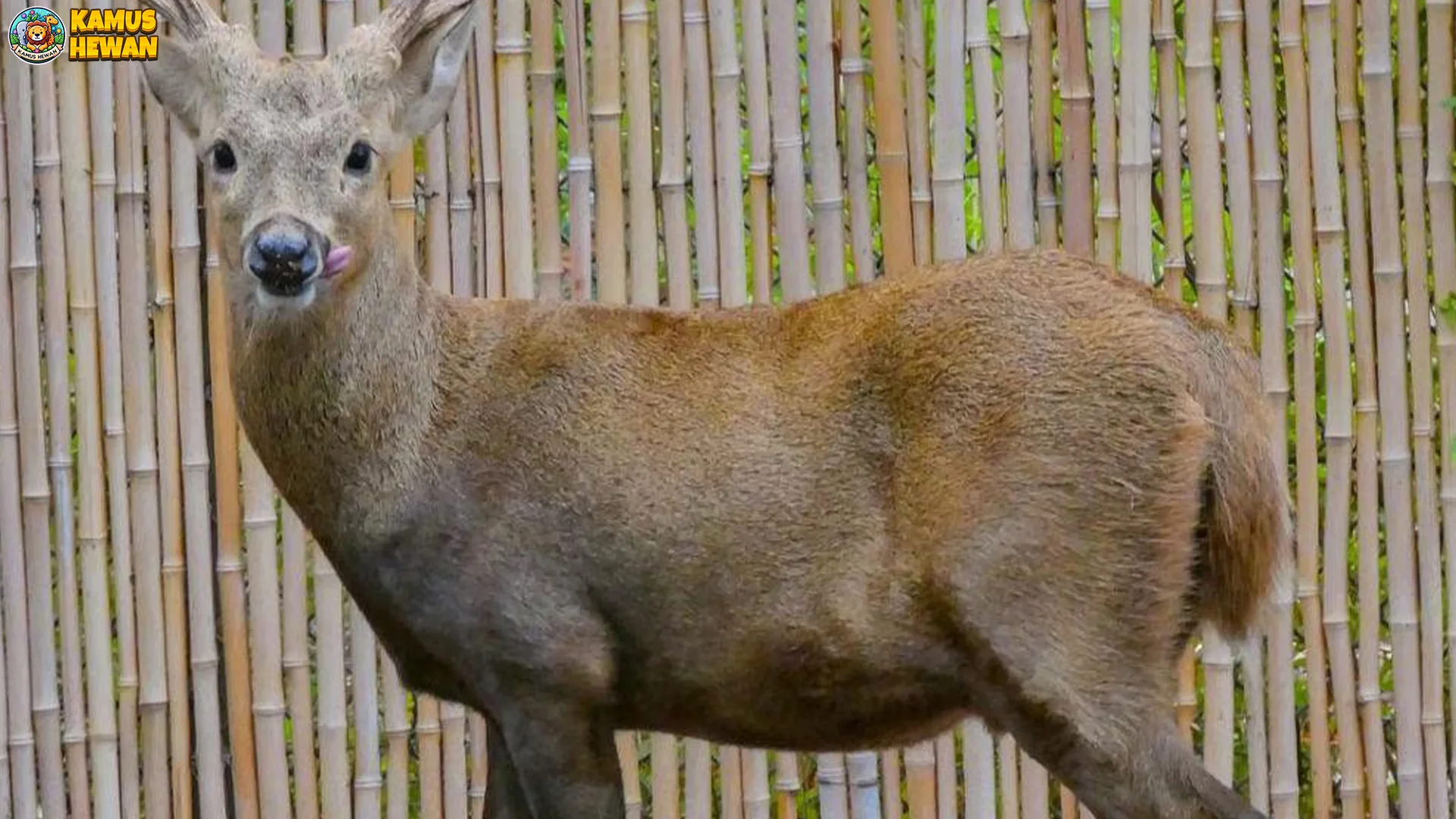 Rusa Calamia dan 5 Perilaku Unik yang Jarang Diulik Orang 2 Rusa Calamia dan 5 Perilaku Unik yang Jarang Diulik Orang