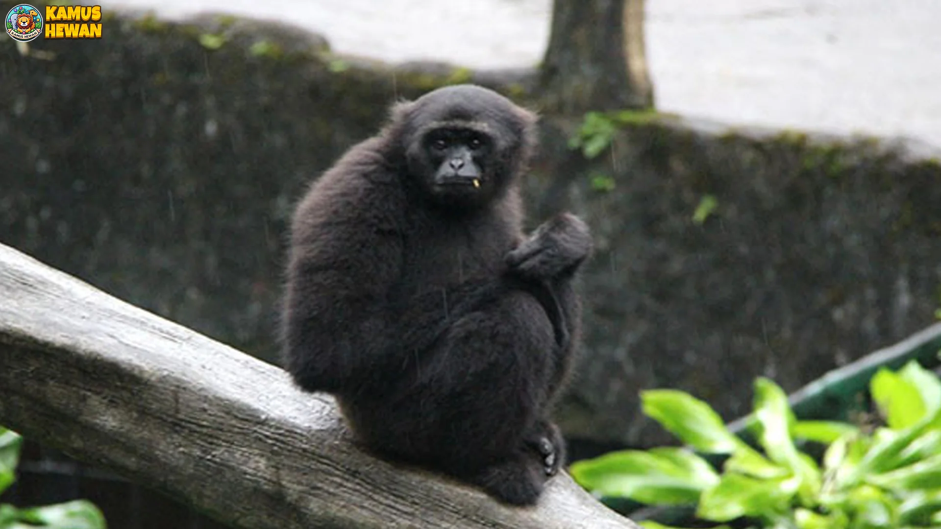 Gokil! 5 Kebiasaan Owa Bilau yang Anti Mainstream di Hutan