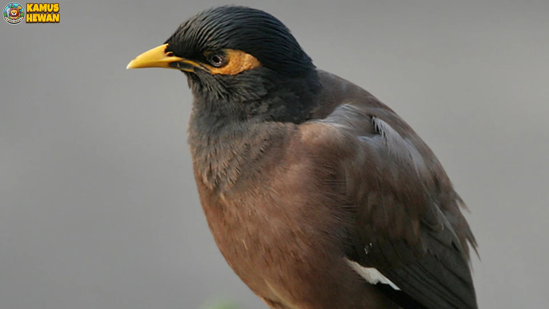 Bukan Burung Biasa, Ini 5 Kelebihan Kerak Ungu di Alam Liar