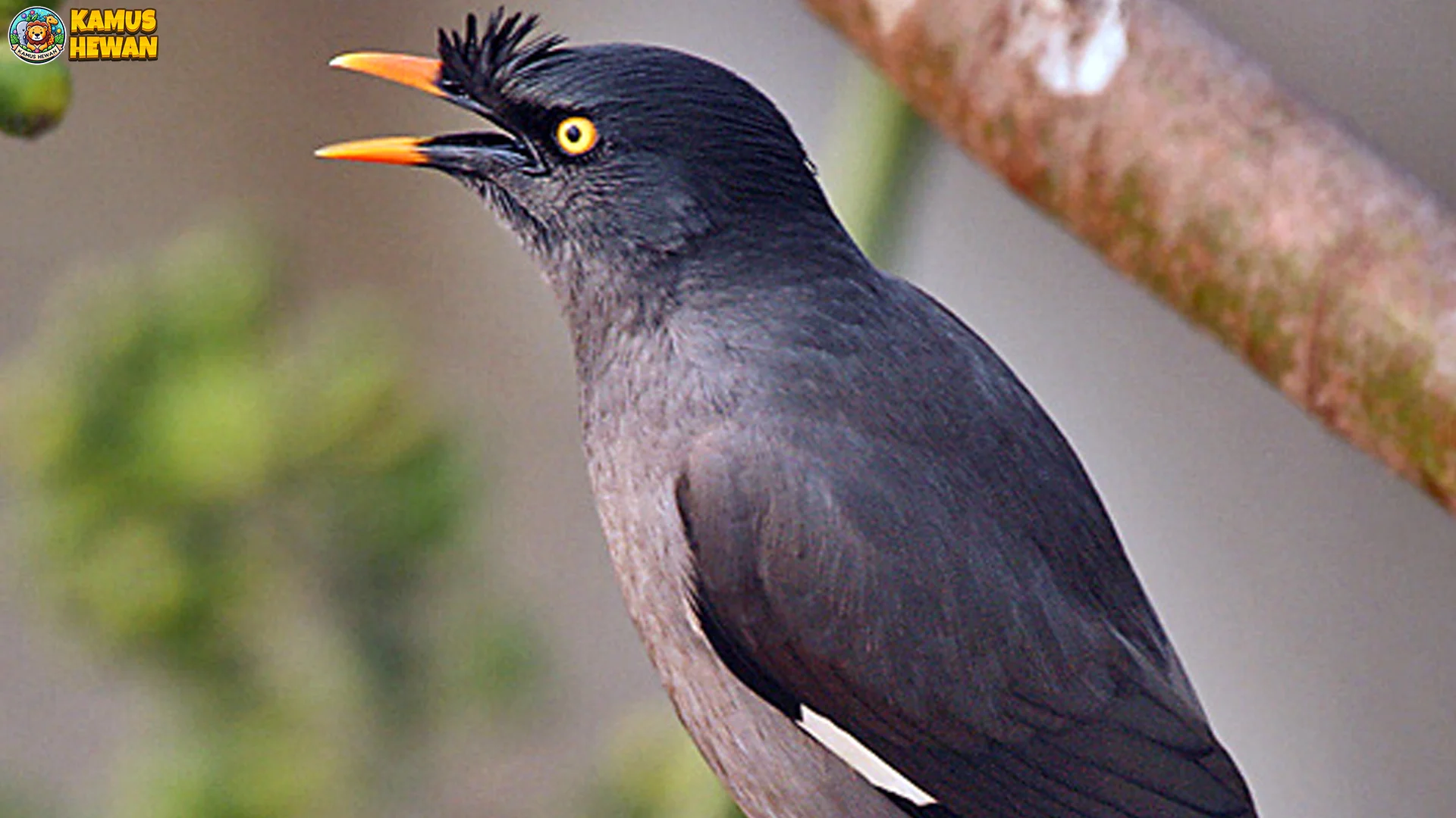 Kerak India & 5 Detail Menarik yang Lagi Viral di Netizen