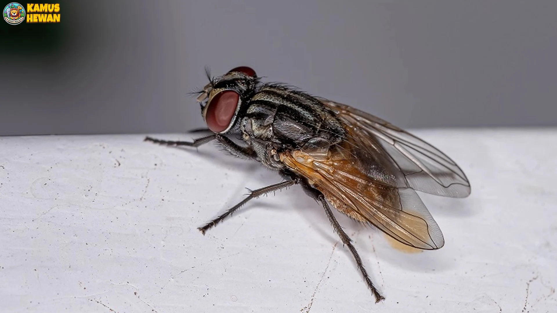 Lalat Daging: 4 Alasan Hewan Ini Penting dalam Siklus Kehidupan 2 Lalat Daging: 4 Alasan Hewan Ini Penting dalam Siklus Kehidupan