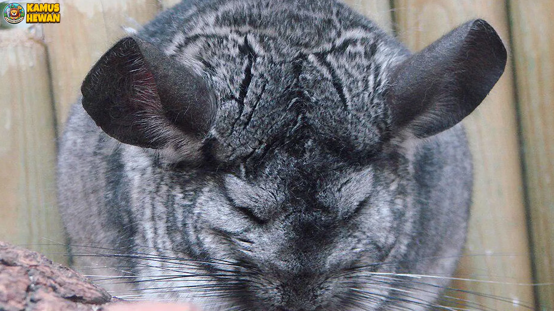 Cincila: 6 Hal yang Membuat Hewan Ini Unik & Penuh Kejutan