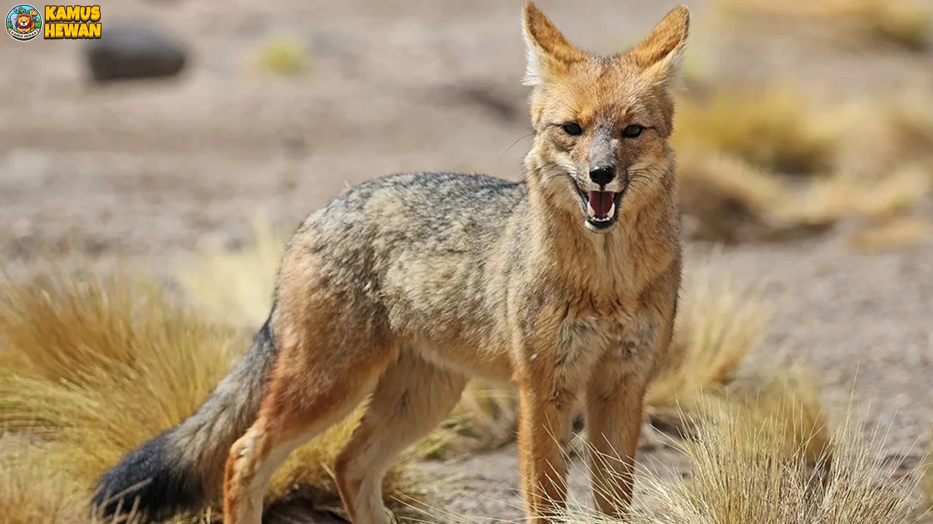 Mau Tahu 4 Perbedaan Culpeo dan Rubah? Nih Penjelasan Lengkap