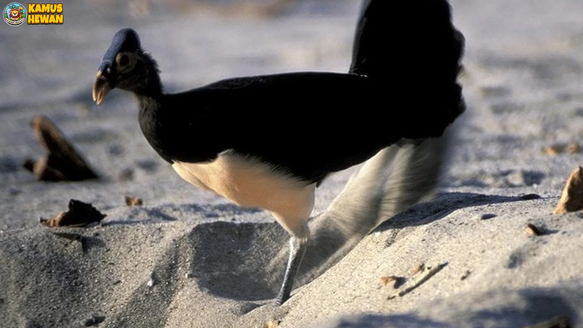 Maleo Senkawor Style: 5 Kebiasaan Alam Liar Bikin Takjub