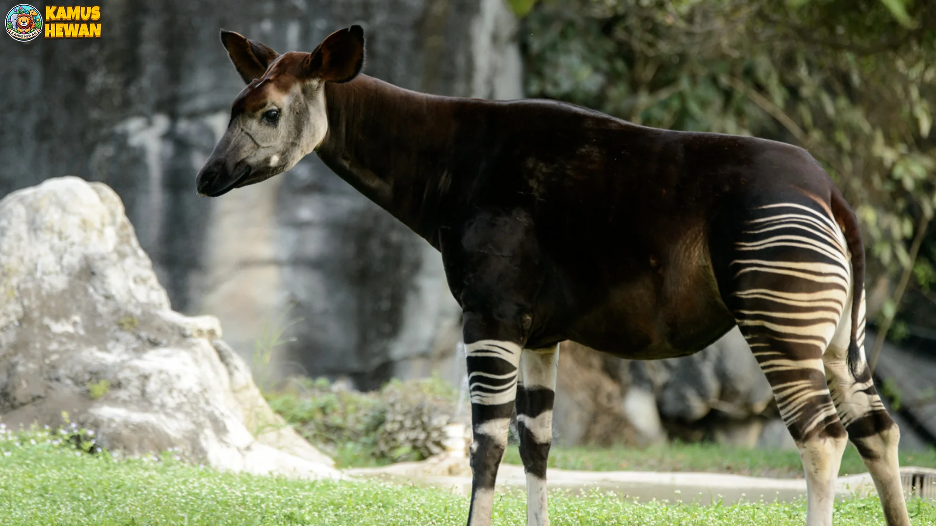 Okapi Itu Keren Banget 5 Fakta yang Bakal Bikin Kamu Kagum 1 Okapi Itu Keren Banget 5 Fakta yang Bakal Bikin Kamu Kagum