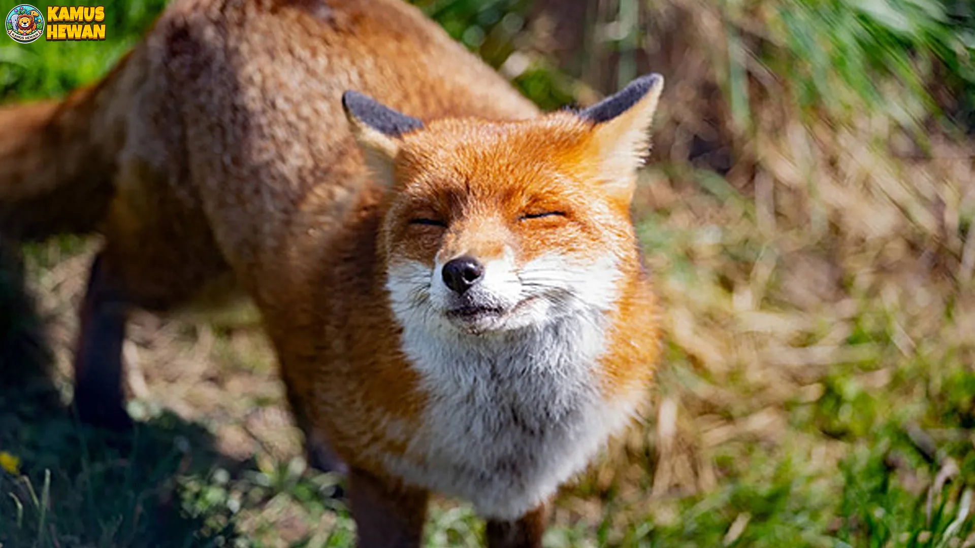 Rubah Merah: 5 Kejadian Langka yang Mungkin Kamu Tidak Tahu