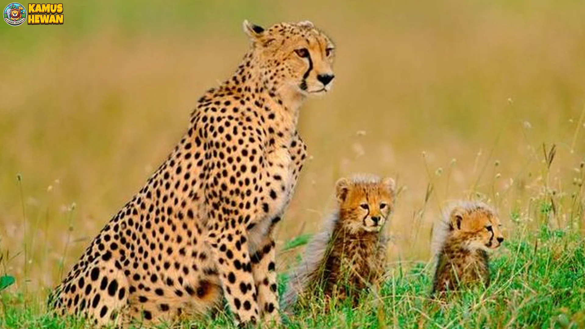 4 Momen Epik yang Menunjukkan Kekuatan Citah dalam Berburu