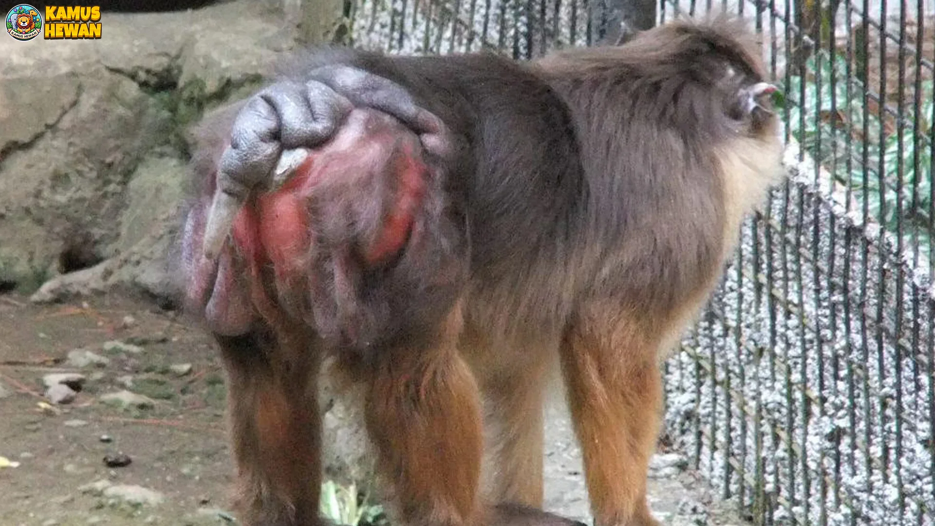 5 Gaptek Fakta Bokoi yang Bikin Lo Melongo, Beneran Deh 2 5 Gaptek Fakta Bokoi yang Bikin Lo Melongo, Beneran Deh