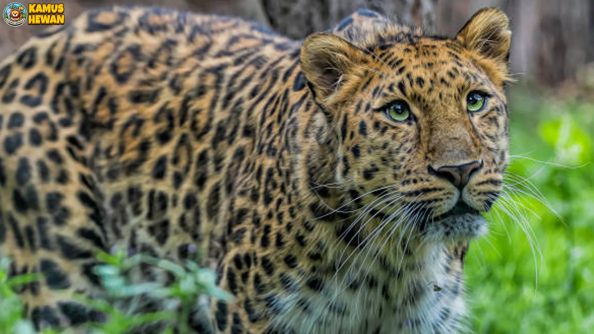 Dari 4 Kebiasaan Unik Macan Tutul Amur Yang Wajib Lo Kenal Banget