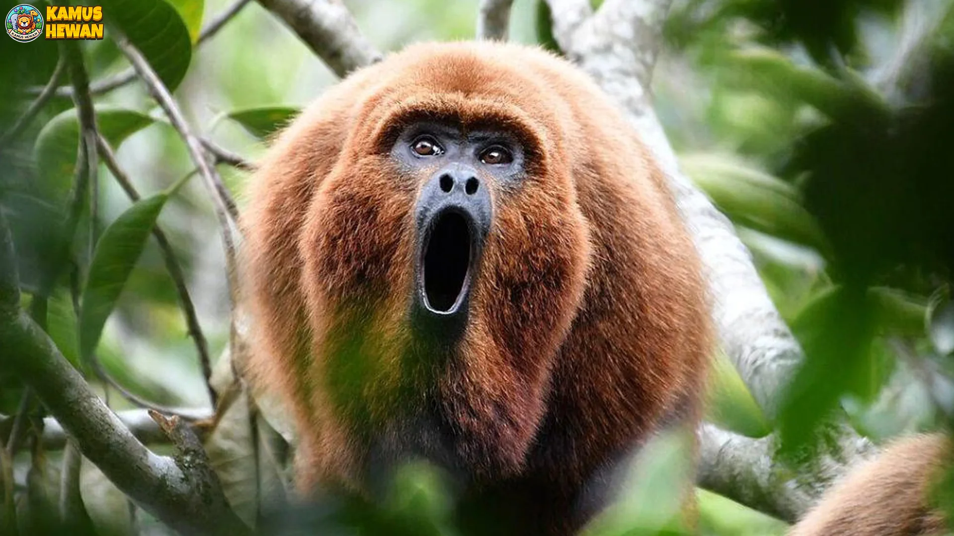 Dari 5 Fakta Monyet-lolong, Ini yang Paling Bikin Kamu Terpesona