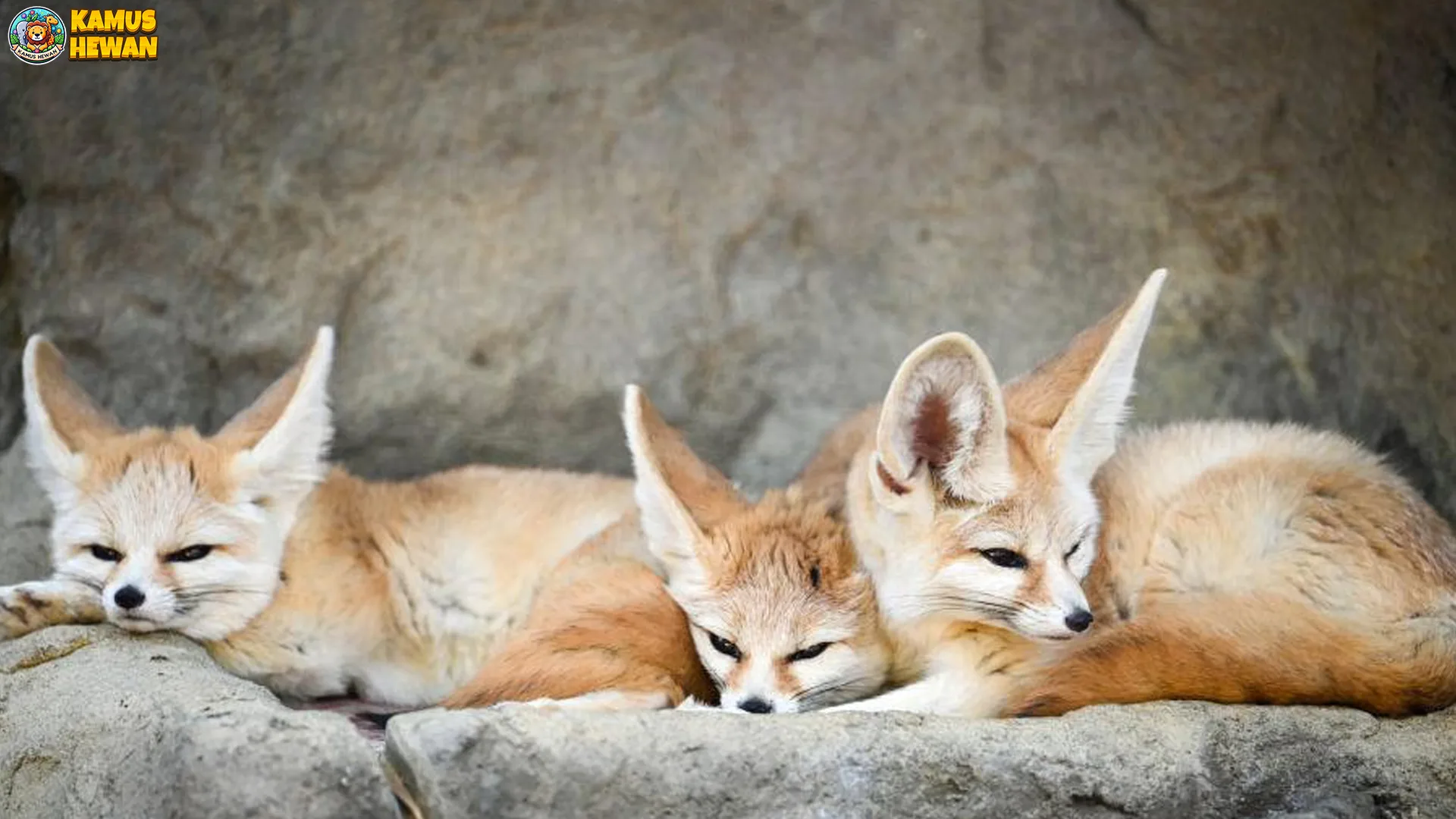 Rubah Fennec: 5 Fakta Unik tentang Kehidupan & Ciri Khasnya 2 Rubah Fennec: 5 Fakta Unik tentang Kehidupan & Ciri Khasnya