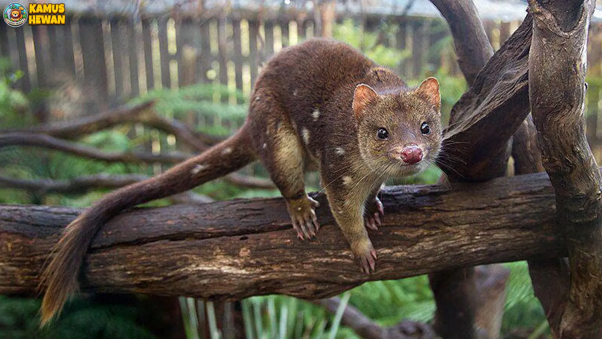 Mengenal Gumbem: 5 Fakta Gokil Tentang Hewan Langka Ini