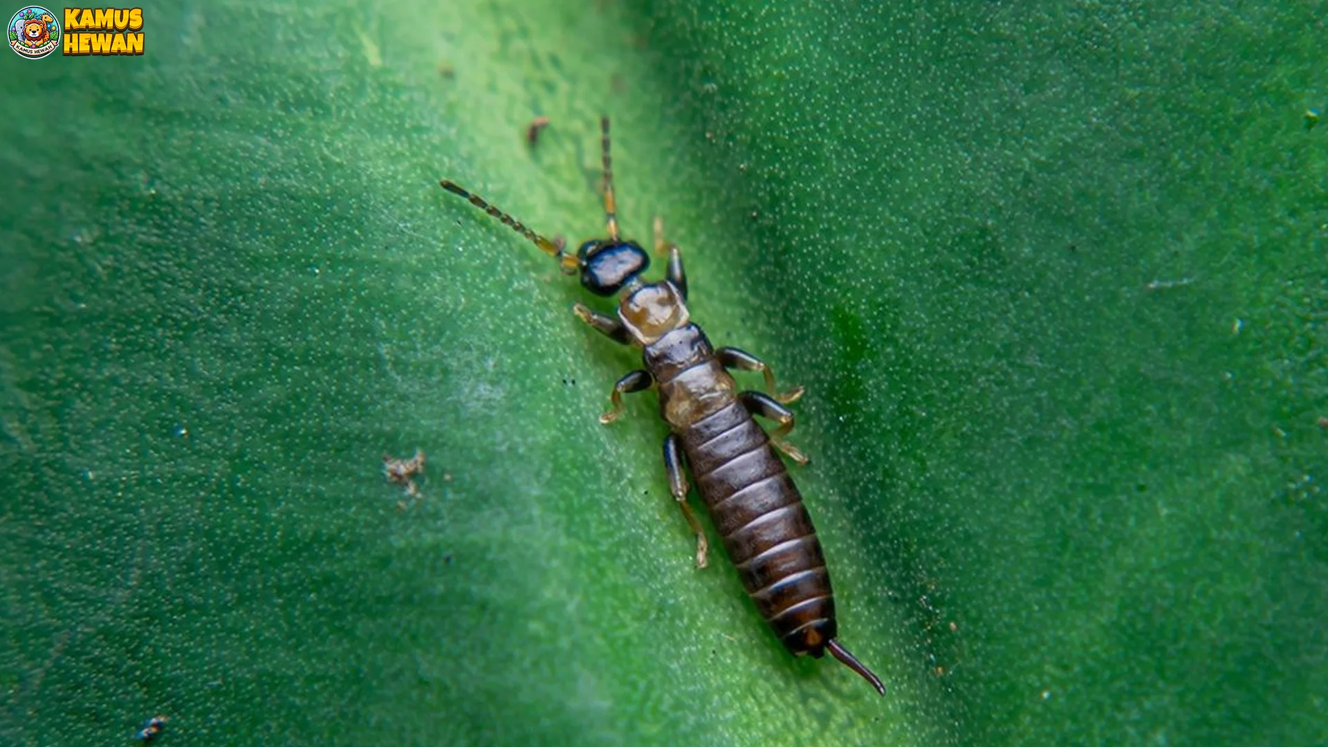 5 Fakta Unik Cocopet yang Akan Membuatmu Terpesona