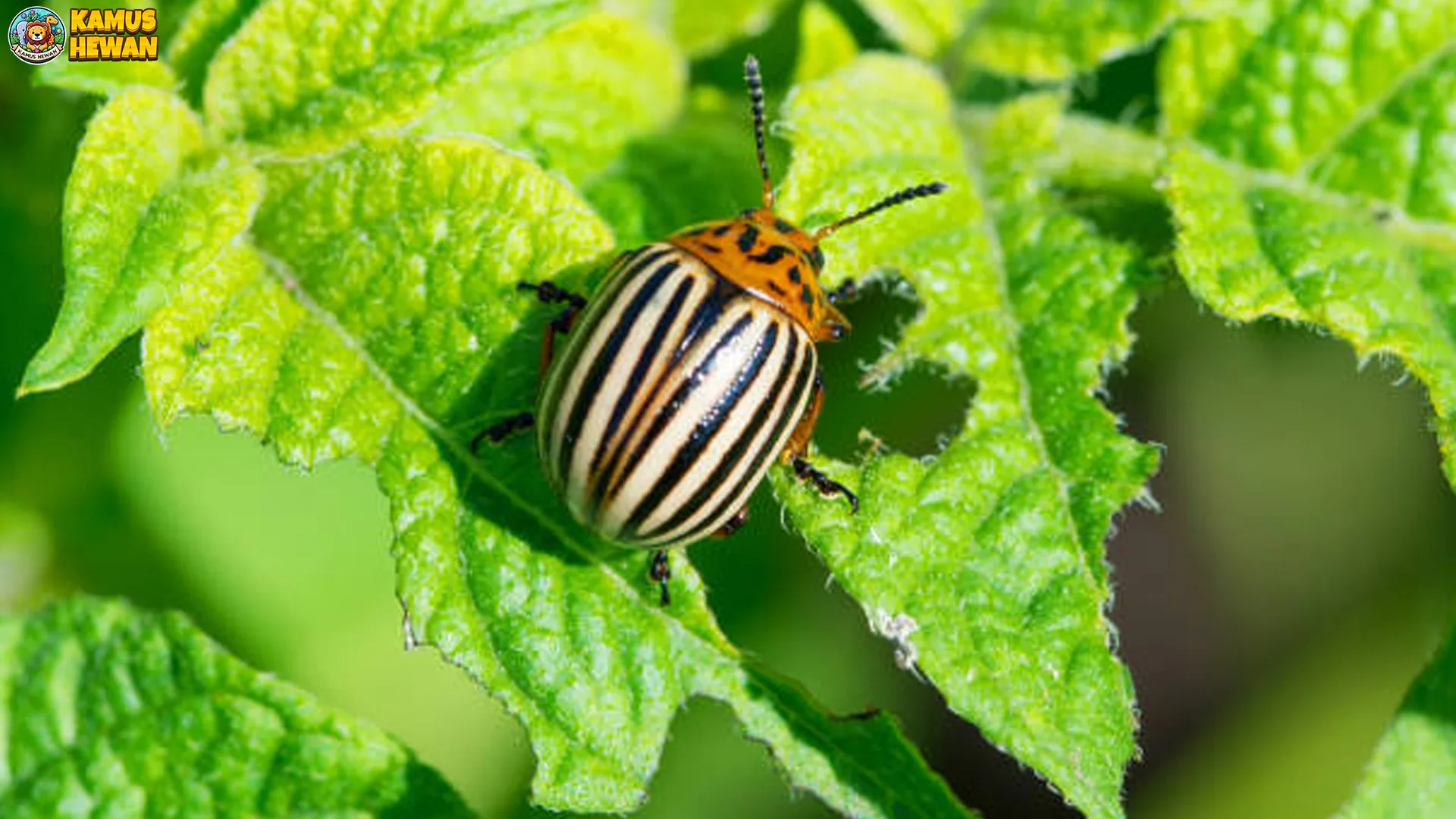 5 Habitat Alami Kumbang Kentang Colorado di Alam Liar 2 5 Habitat Alami Kumbang Kentang Colorado di Alam Liar