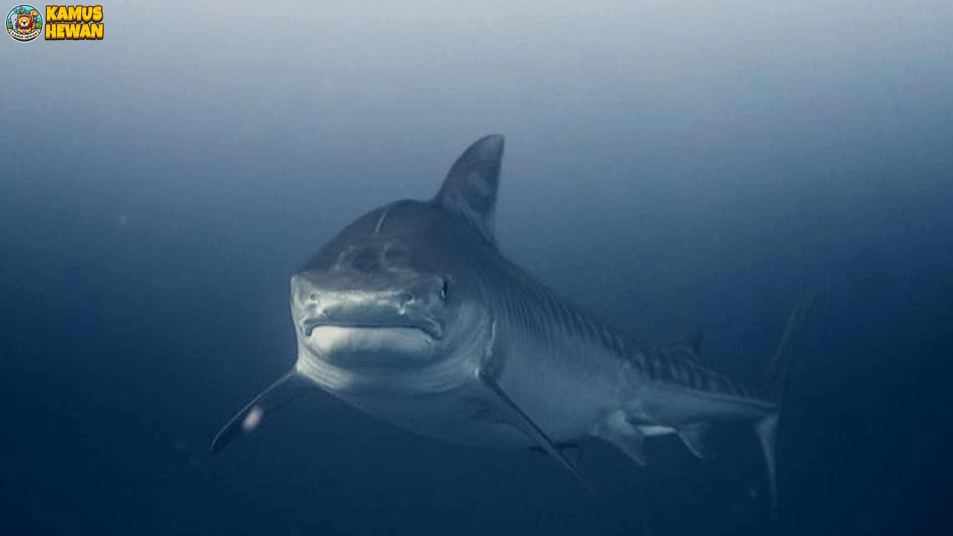 4 Momen Mengagumkan Hiu Putih Raksasa di Alam Liar 2 4 Momen Mengagumkan Hiu Putih Raksasa di Alam Liar