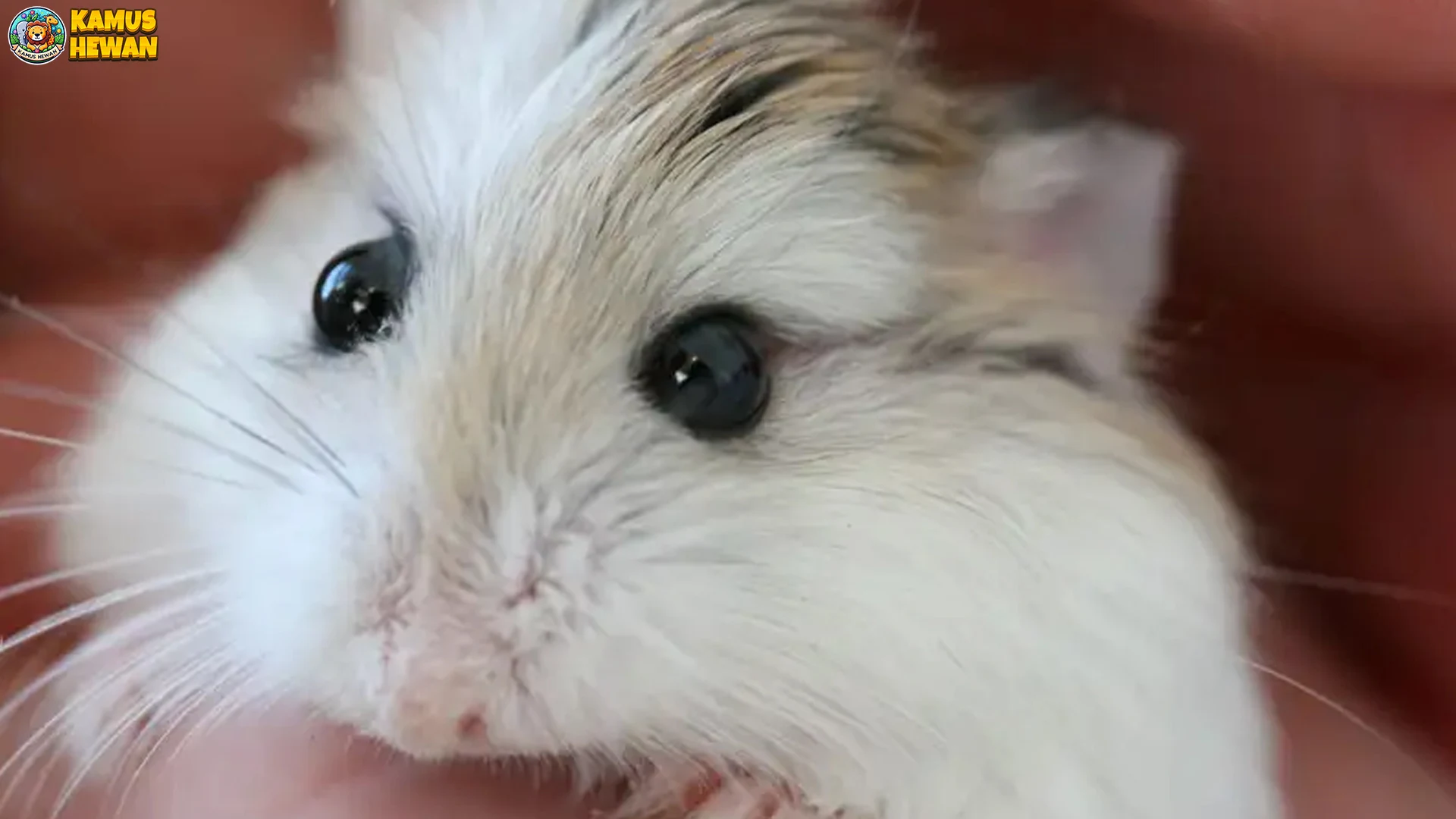 4 Hal yang Membuat Hamster Tiongkok Berbeda dari Hamster Lain