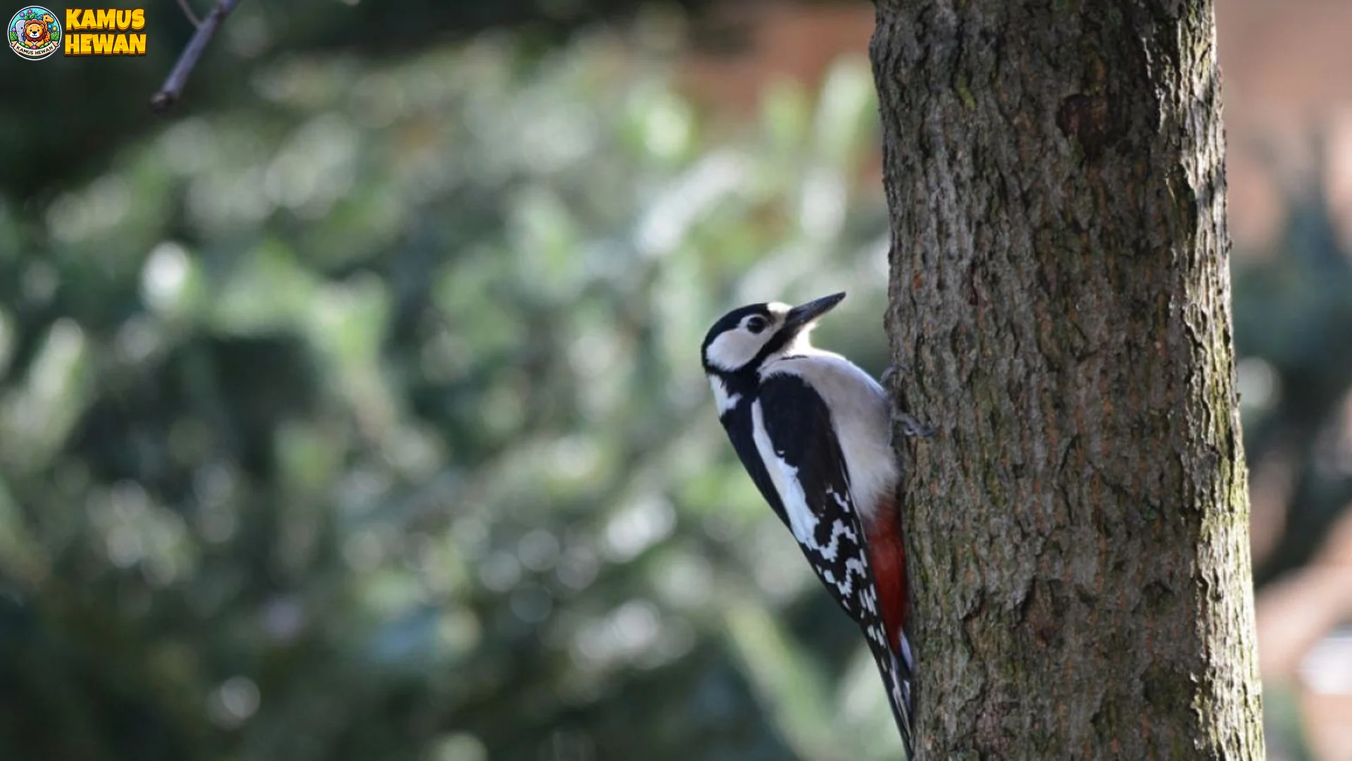 5 Ciri Khas Burung Pelatuk yang Bisa Membuatmu Terpesona 2 5 Ciri Khas Burung Pelatuk yang Bisa Membuatmu Terpesona
