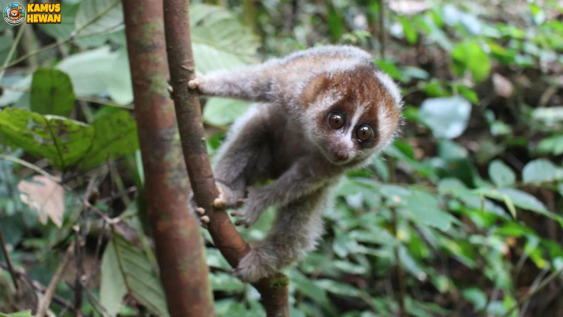 Kukang Kayan: 4 Fakta yang Harus Diketahui Tentang Habitatnya