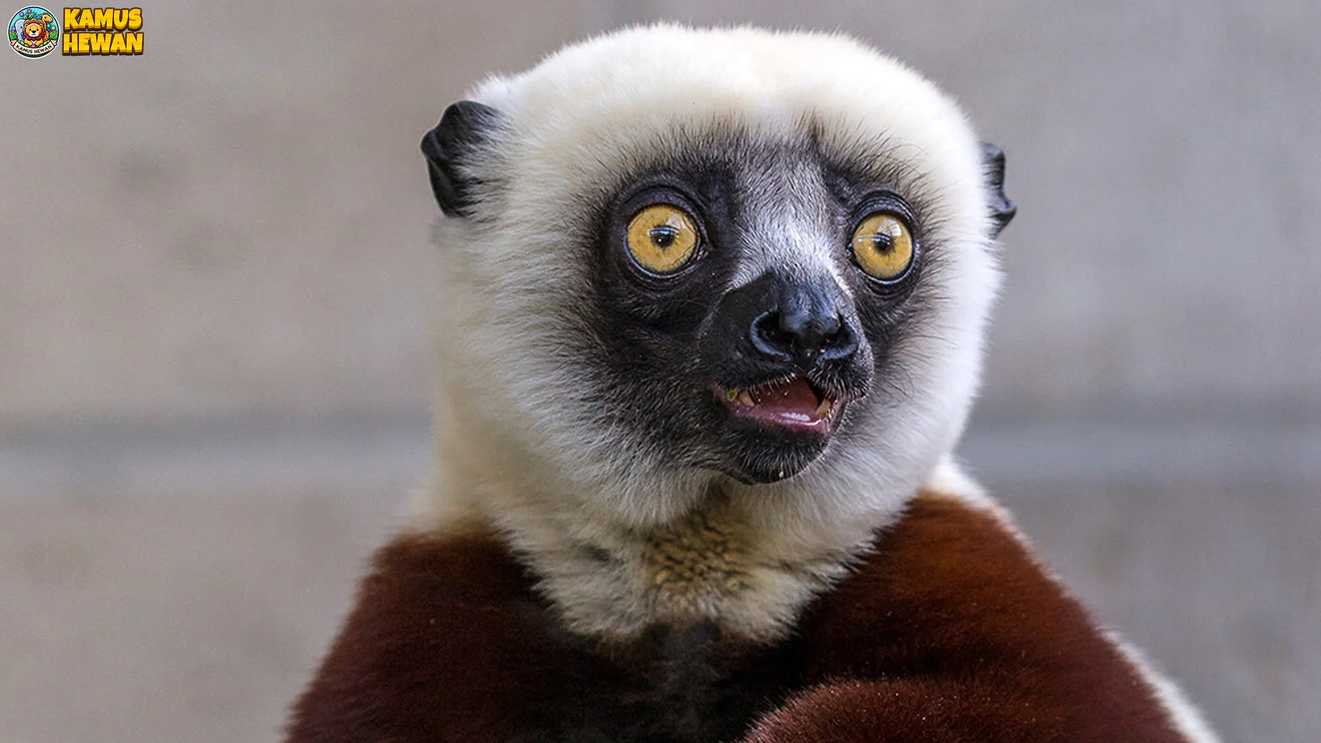 5 Momen Langka Tentang Sifaka yang Bisa Jadi Pelajaran Penting 2 5 Momen Langka Tentang Sifaka yang Bisa Jadi Pelajaran Penting