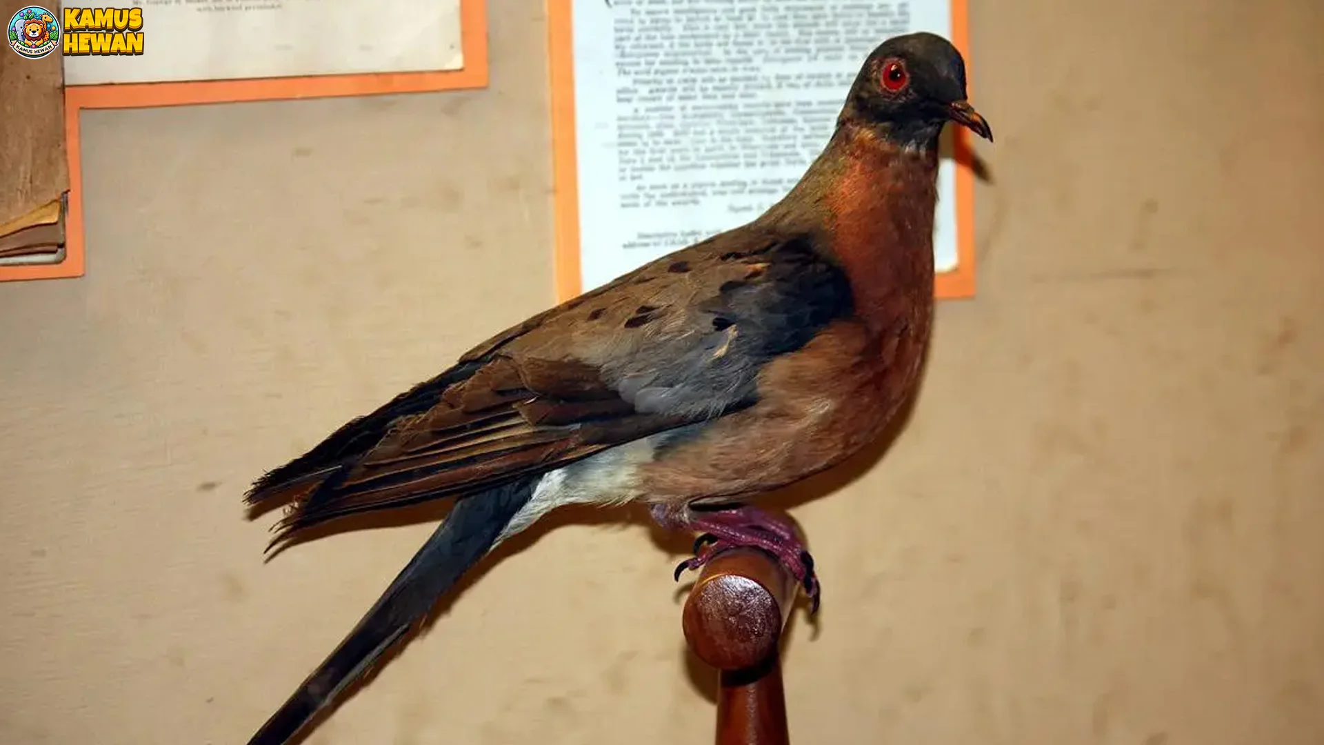 5 Hal Spesial Keren Tentang Merpati Penumpang yang Gak Ada Duanya 1 5 Hal Spesial Keren Tentang Merpati Penumpang yang Gak Ada Duanya